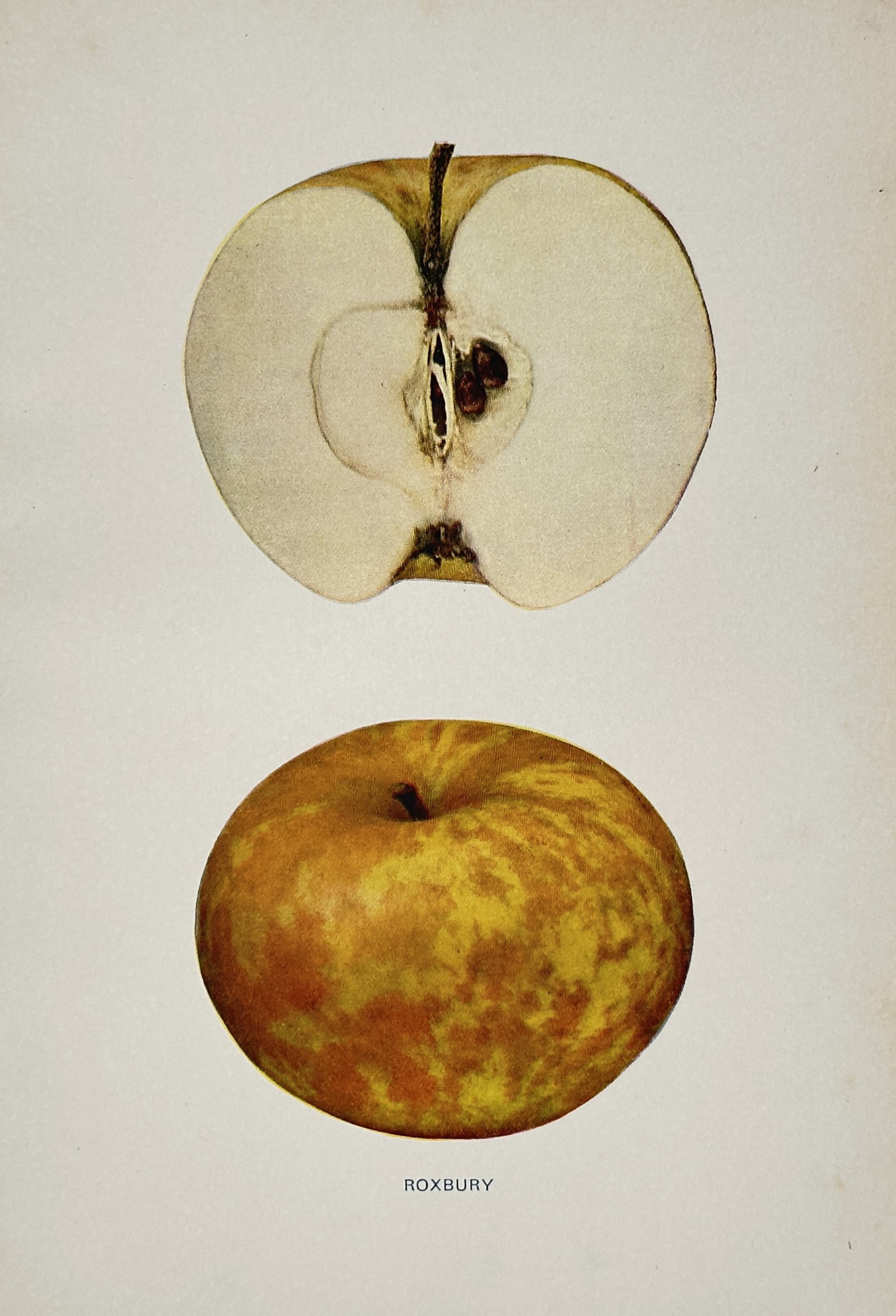 Spencer Ambrose Beach (1860–1922) – Pomological Study of the Roxbury Apple – Chromolithograph: "Roxbury" features a scientific botanical study of the Roxbury Russet apple, believed to be the oldest named apple cultivar in North America. The illustration showcases a whole specimen with its chara