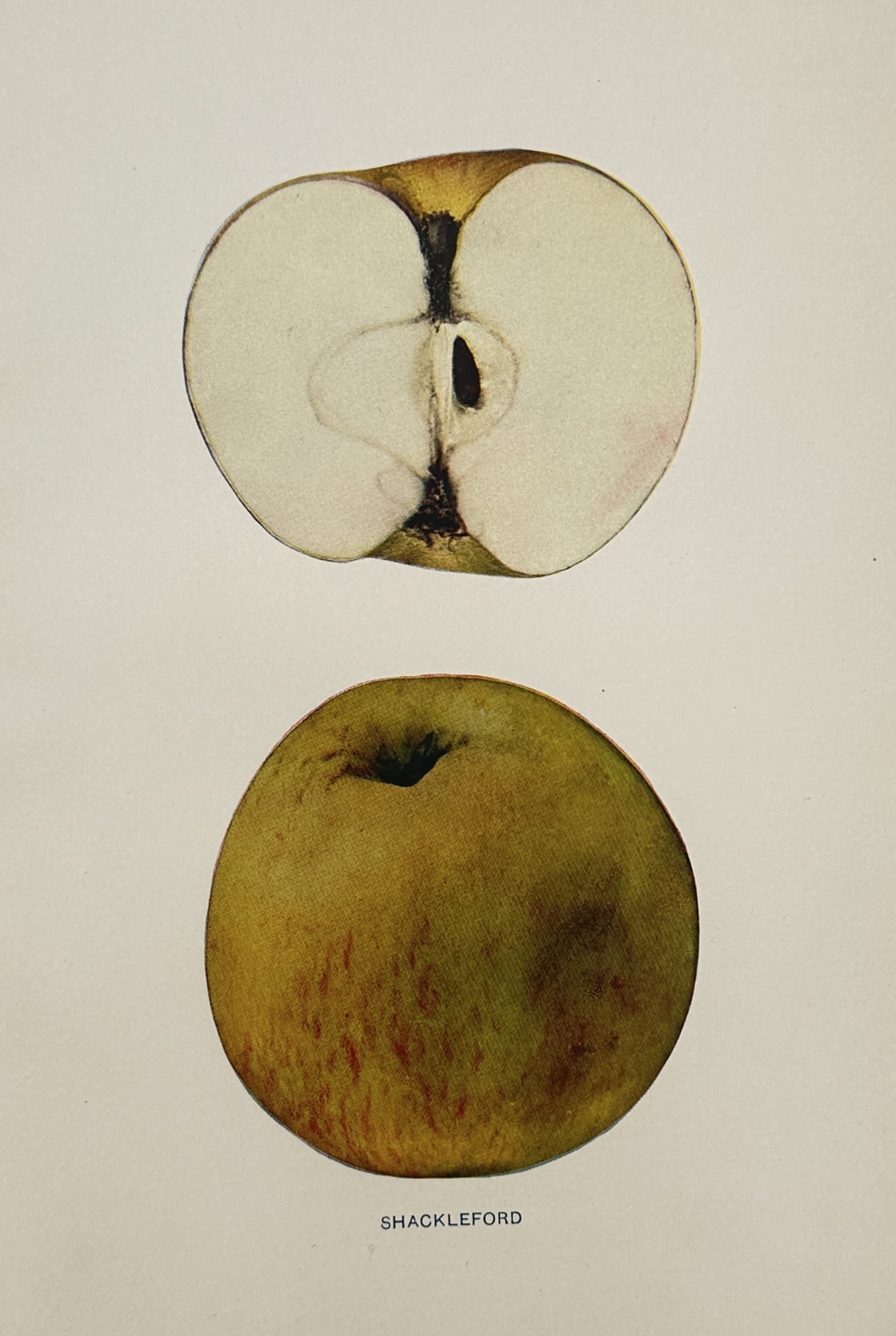Spencer Ambrose Beach (1860–1922) – Pomological Study of the Shackleford Apple: "Shackleford" provides a scientific botanical study of the Shackleford apple variety, displaying a whole fruit with its characteristic pale yellow-green skin and faint reddish-orange striping alongsid
