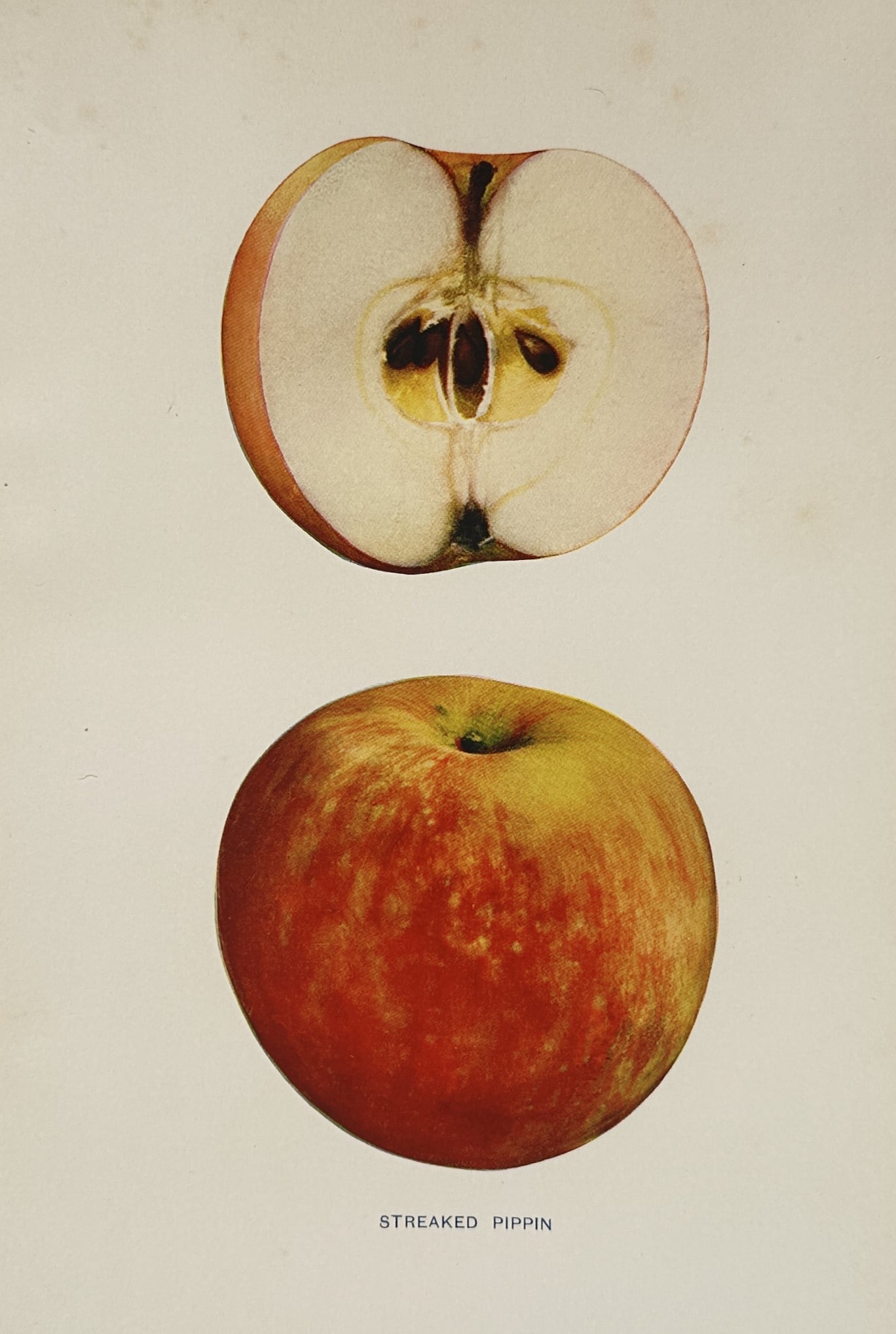 Spencer Ambrose Beach (1860–1922) – Pomological Study of the Streaked Pippin Apple (1 of 2)