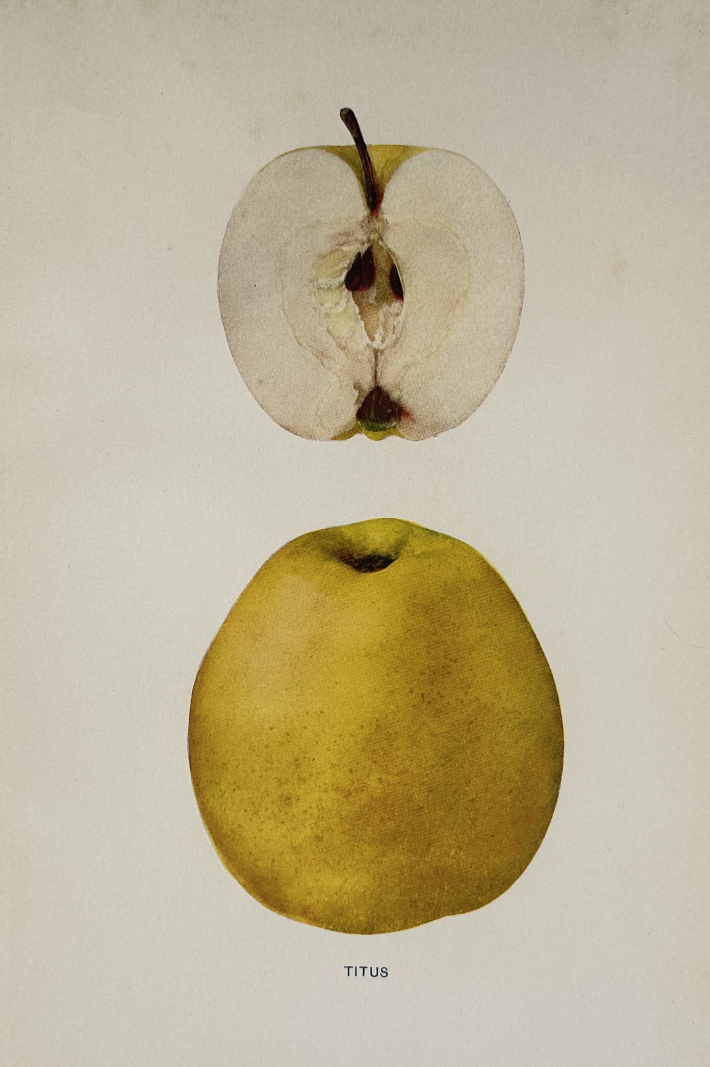 Spencer Ambrose Beach (1860–1922) – Pomological Study of the Titus Apple – Chromolithograph (1 of 2)