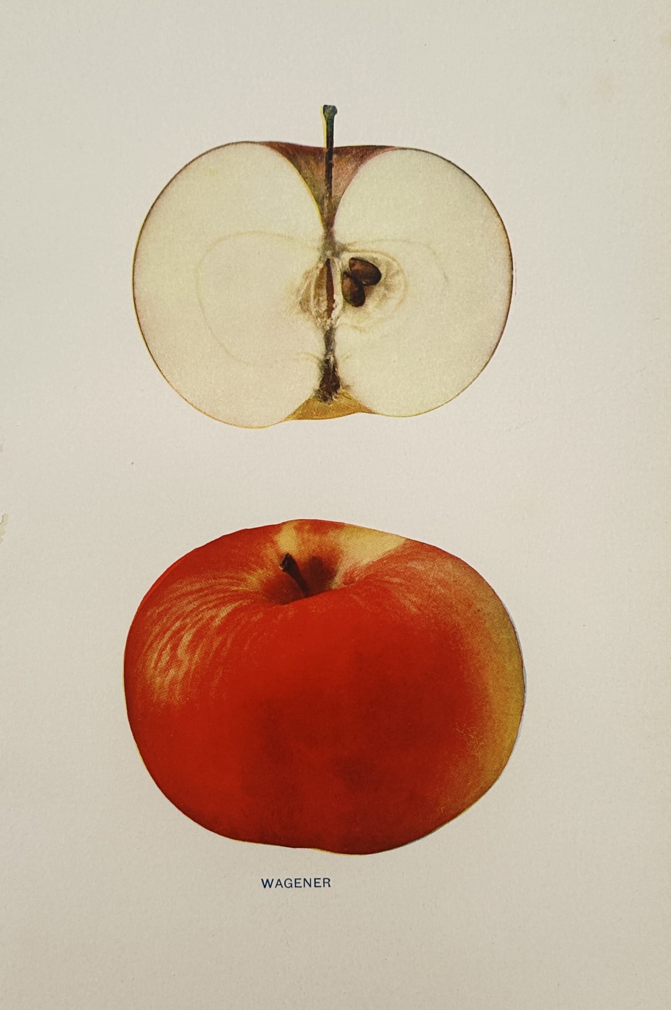 Spencer Ambrose Beach (1860–1922) – Pomological Study of the Wagener Apple (1 of 2)