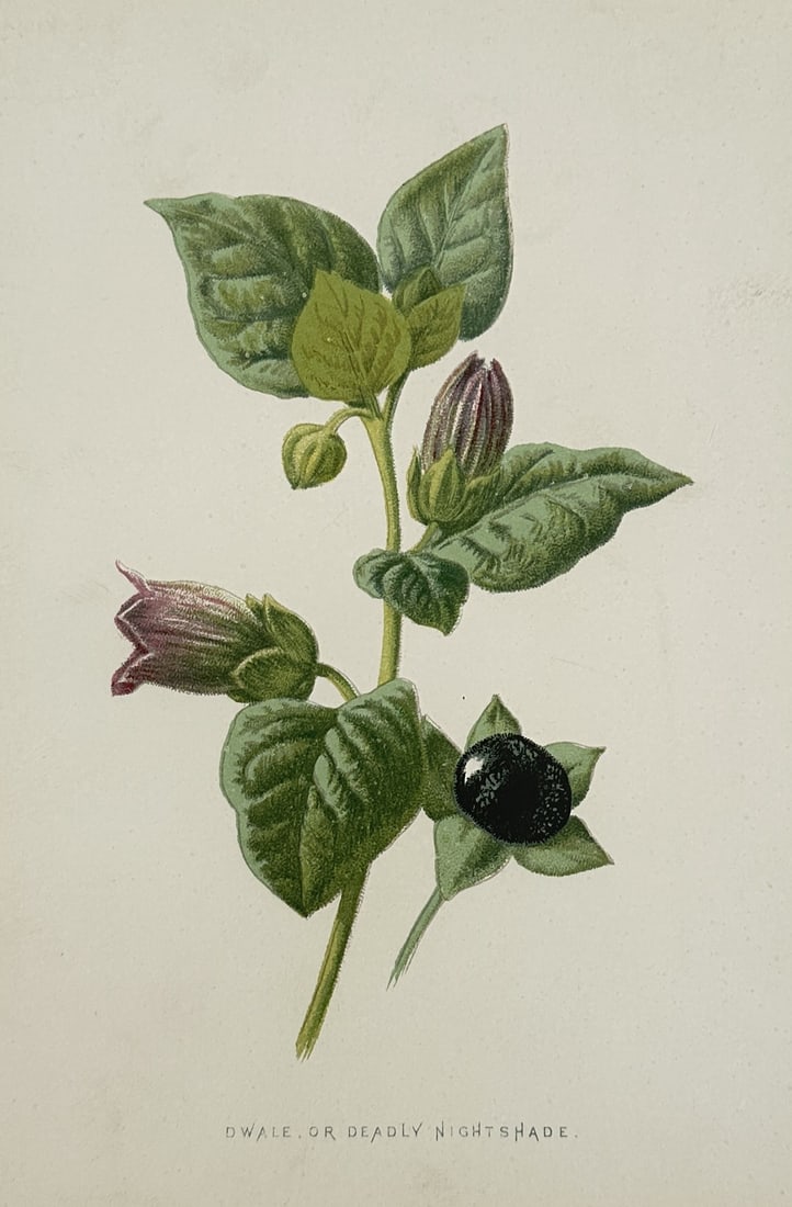 Frederick Edward Hulme – Botanical Study of Dwale or Deadly Nightshade – Chromolithograph: "Dwale, or Deadly Nightshade" provides a scientific botanical study of Atropa belladonna, featuring a flowering branch with its characteristic bell-shaped purple blossoms, ovate green leaves, and a si