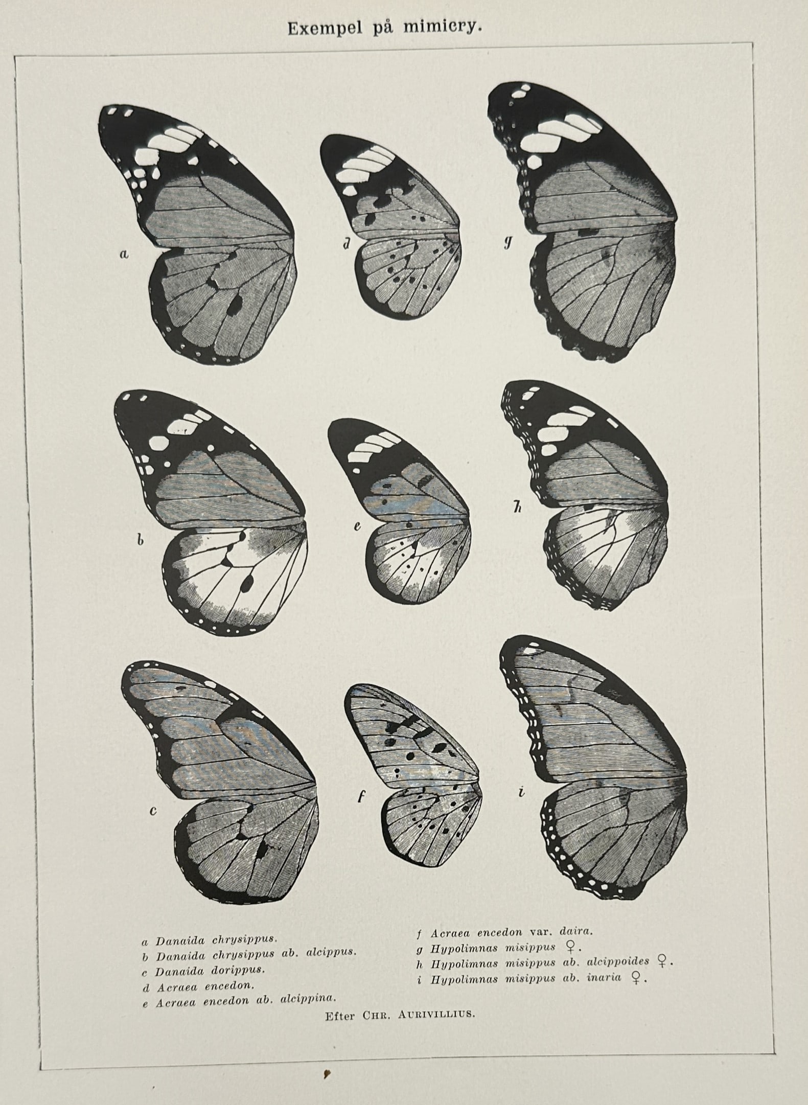 William Joseph Showalter (1878–1935) – Examples of Mimicry – Wood engraving (1924): "Exempel på mimicry" illustrates various butterfly species including Danaida chrysippus and Hypolimnas misippus to demonstrate the biological phenomenon of mimicry where different species evolve simi