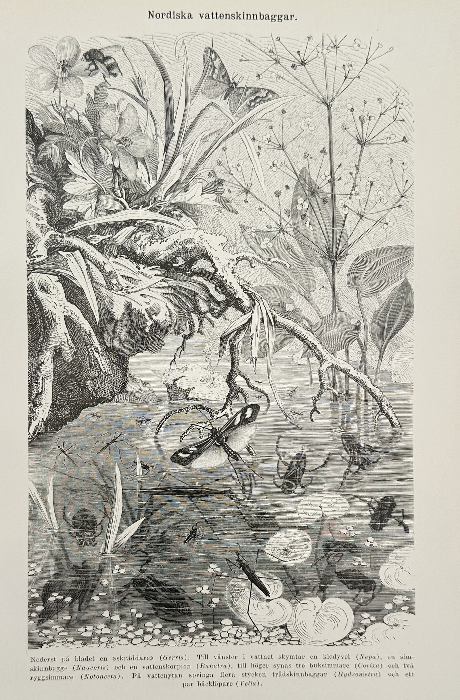 Alfred Brehm (1829–1884) – Nordic Water Bugs – Wood engraving (1924): "Nordiska vattenskinnbaggar" depicts a lively aquatic scene featuring various water insects such as water striders and water scorpions inhabiting a pond environment with lily pads and surrounding vege