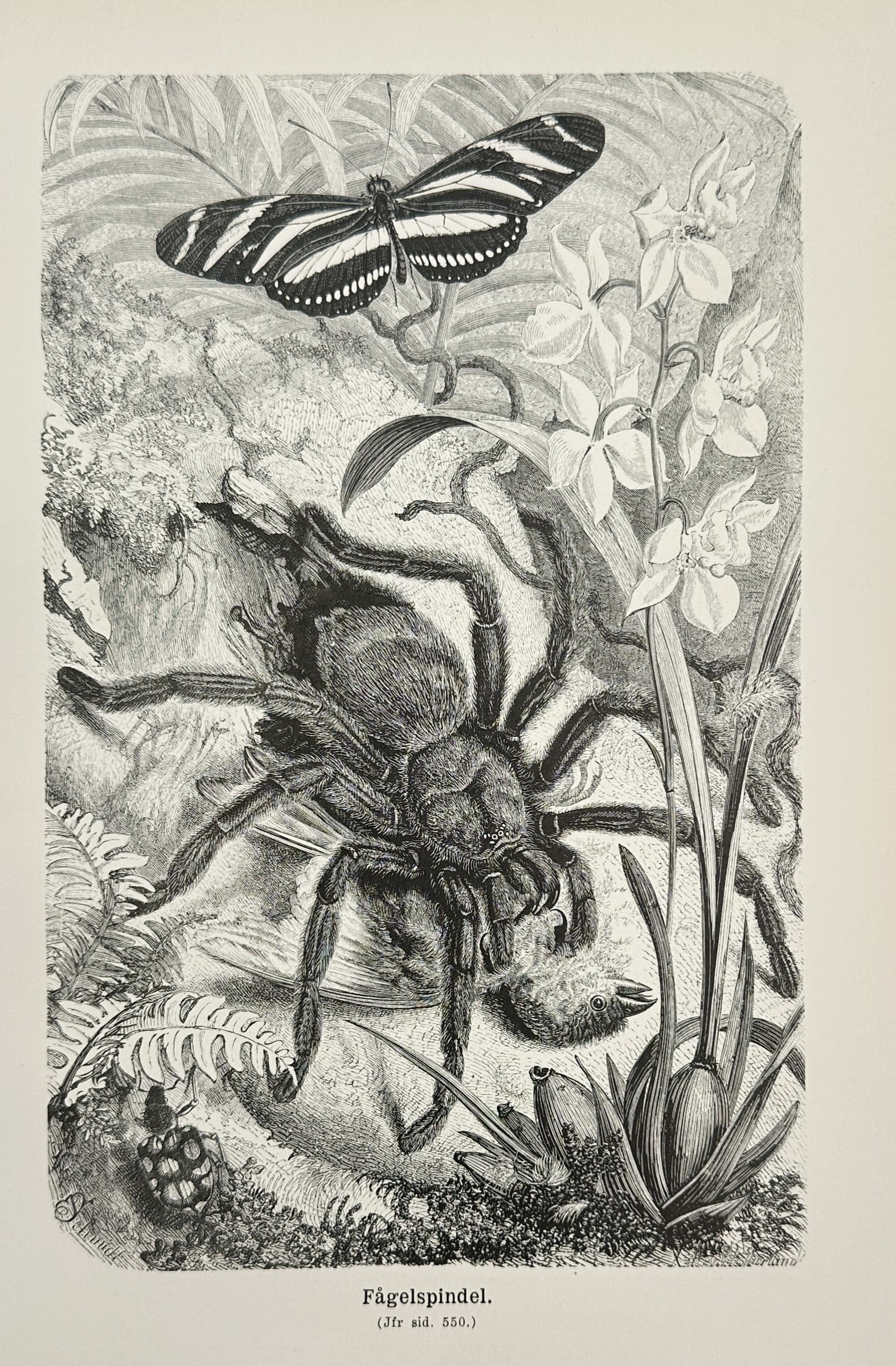 Alfred Brehm (1829–1884) – Bird-eating Spider – Wood engraving (1924): "Fågelspindel" illustrates a dramatic tropical scene featuring a large tarantula preying upon a small bird amidst lush jungle vegetation and orchids. This wood engraving was published in Stockholm as