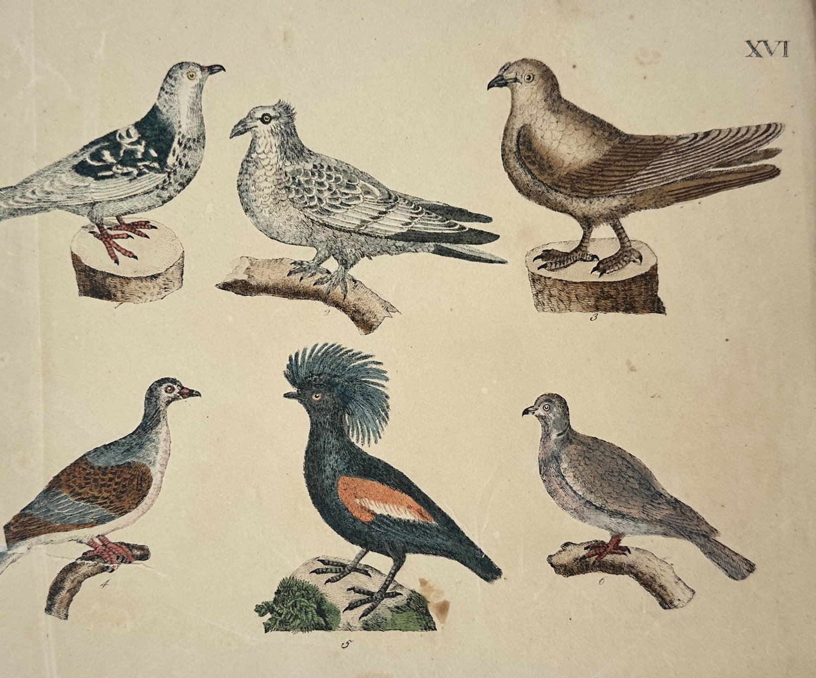 Friedrich Justin Bertuch – Ornithological Study of Pigeons and Doves: "XVI" illustrates a diverse group of six pigeons and doves, including various domestic breeds and wild species like the Victoria crowned pigeon with its distinctive fan-shaped crest. The birds are dep