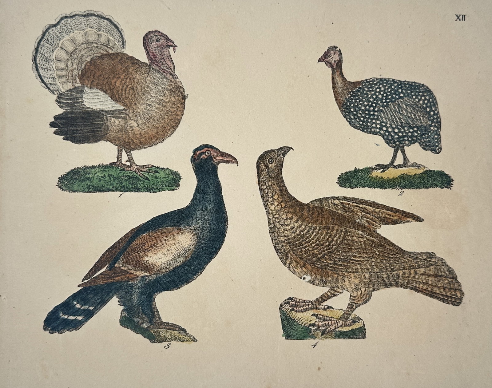 Friedrich Justin Bertuch – Ornithological Study of Gallinaceous Birds: "XII" illustrates four distinct species of gallinaceous birds including a turkey cock with its tail fanned, a guinea fowl with its characteristic spotted plumage, and two species of grouse or wild fow