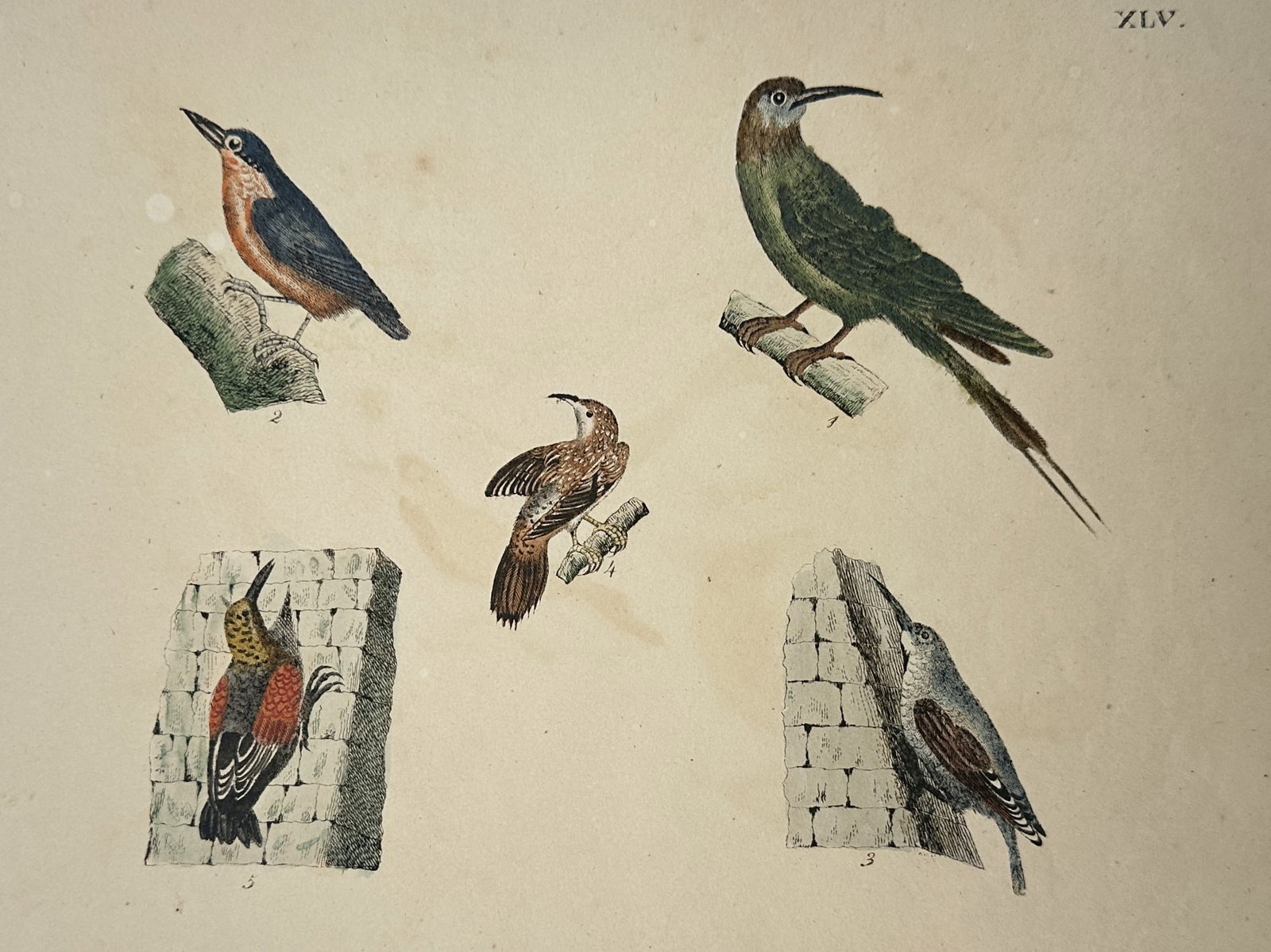 Friedrich Justin Bertuch – Ornithological Study of Bee-eaters and Nuthatches: "XLV" illustrates five distinct bird species, including nuthatches and bee-eaters with their characteristic slender, curved beaks and vibrant plumage. The composition features birds in various poses: 