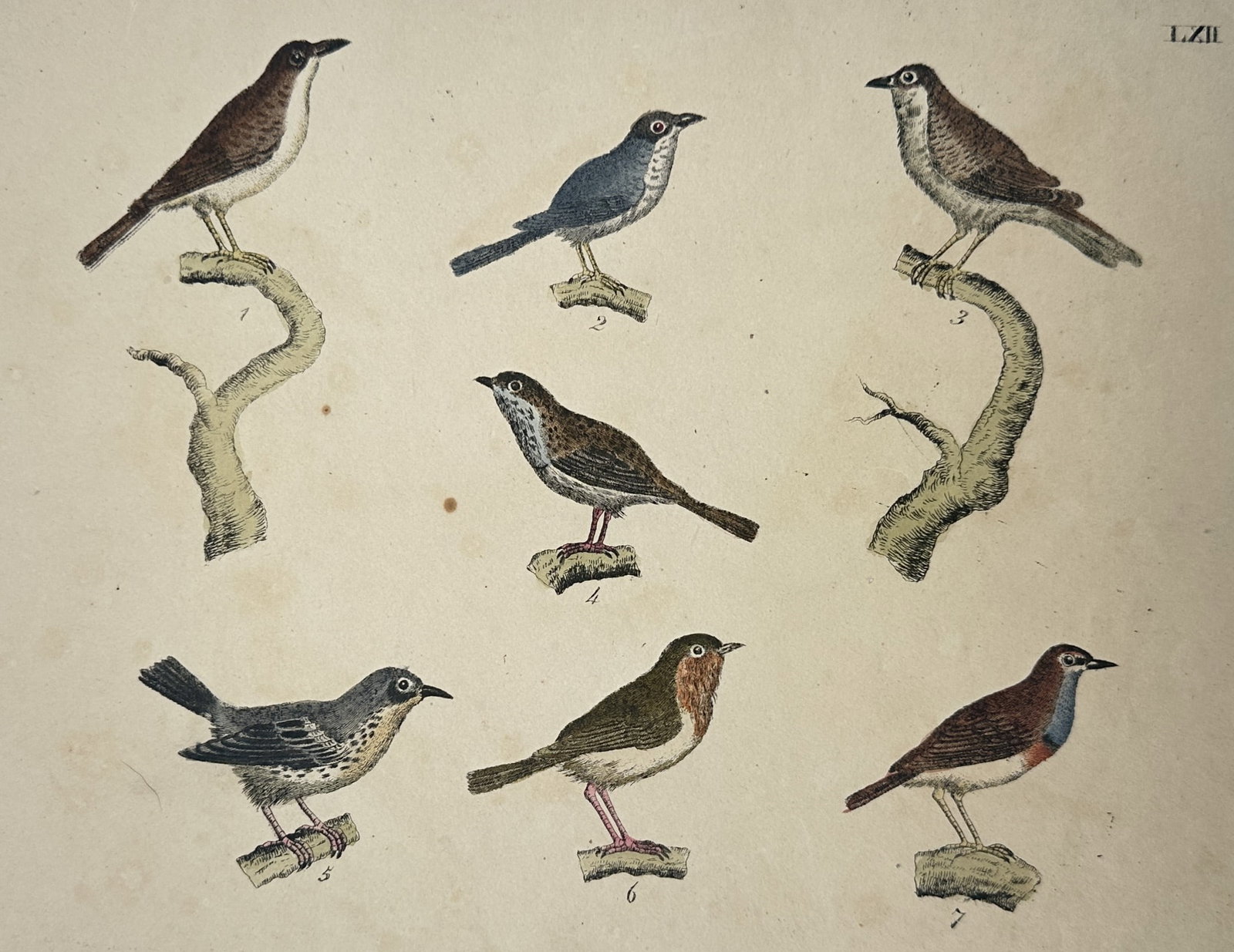Friedrich Justin Bertuch – Ornithological Study of Thrushes and Warblers: "LXII" illustrates seven distinct songbird species, including various thrushes and warblers characterized by their slender beaks and diverse plumage. The birds are depicted in profile perched on indiv