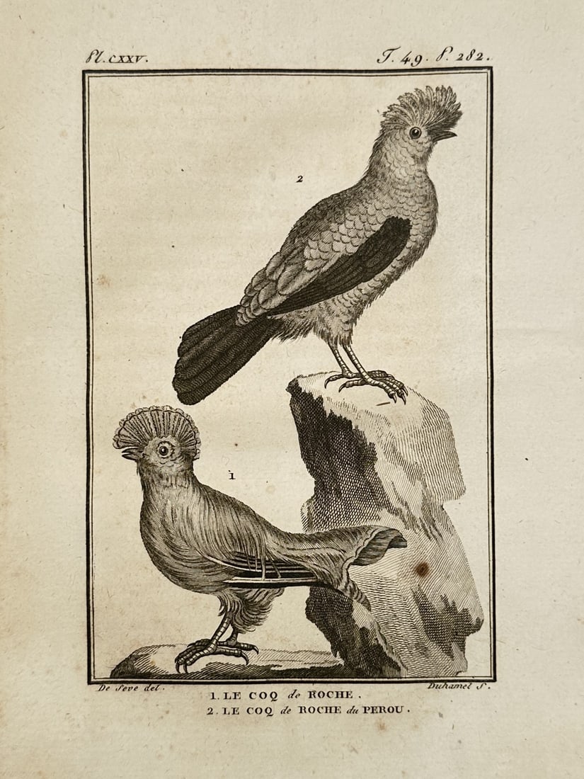 Georges-Louis Leclerc, Comte de Buffon – Study of the Guianan and Andean Cock-of-the-rock: "Le Coq de Roche" and "Le Coq de Roche du Perou" depicts two distinct species of the cotinga family, known for their spectacular disc-like crests and vibrant plumage. The engraving shows one bird perc