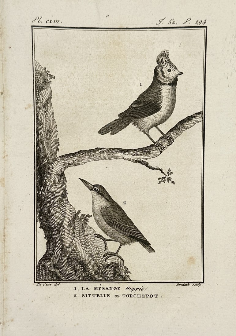 Georges-Louis Leclerc, Comte de Buffon – Study of the Crested Tit and Eurasian Nuthatch (1 of 2)