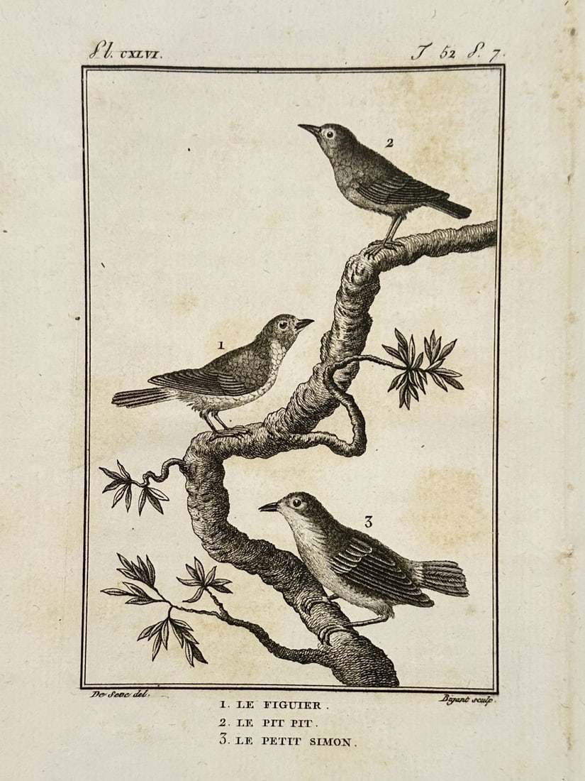 Georges-Louis Leclerc, Comte de Buffon – Study of Warblers – Copper engraving (1770-1786): "Le Figuier," "Le Pit-Pit," and "Le Petit Simon" illustrates three species of small passerine birds, commonly referred to as warblers, perched upon a gnarled branch with sparse leaves. The composition