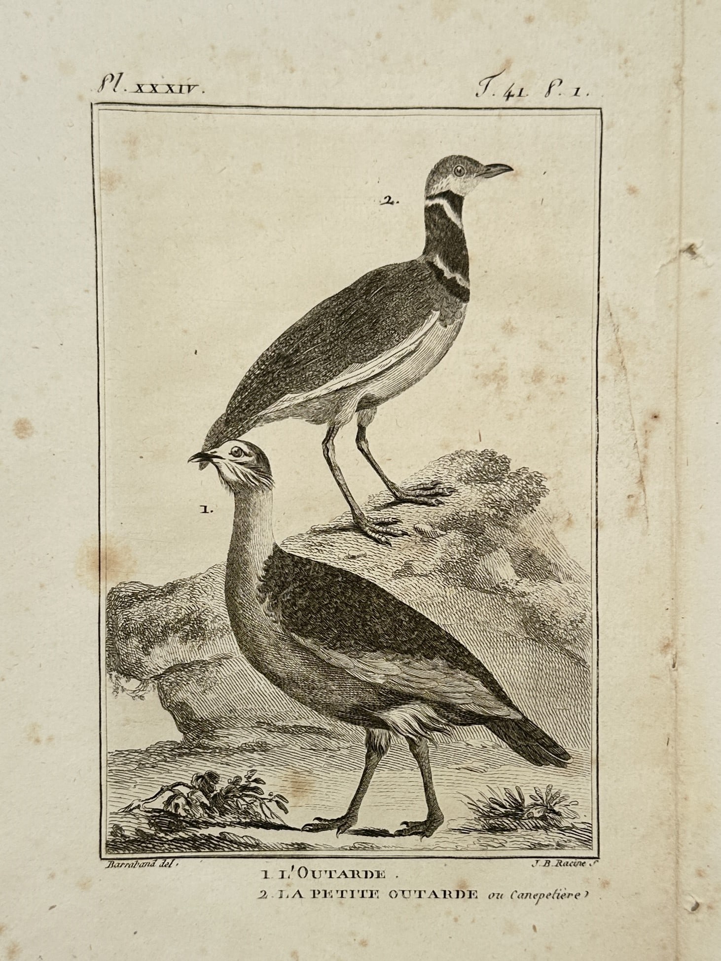 Georges-Louis Leclerc, Comte de Buffon – Study of the Great and Little Bustard – Copper: "L'Outarde" and "La Petite Outarde ou Canepetière" illustrates two species of bustards, terrestrial birds known for their large size and strong legs. The engraving depicts a Great Bustard in the fore