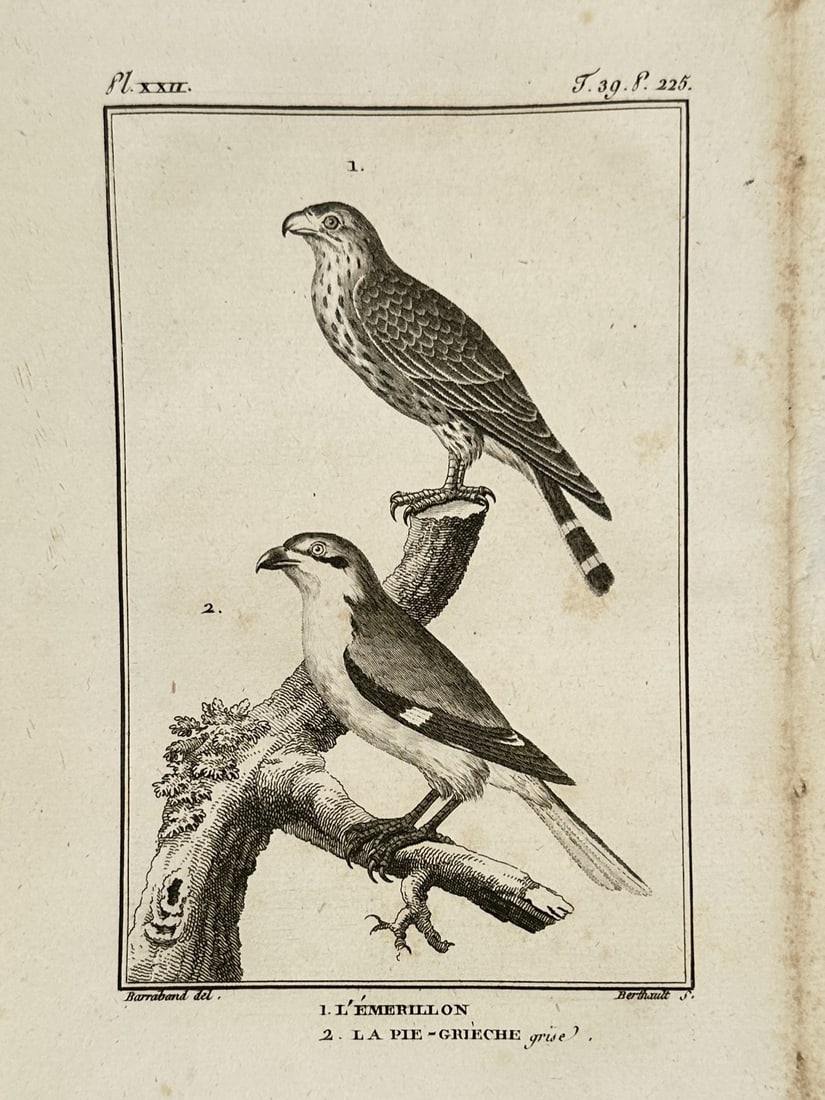 Georges-Louis Leclerc, Comte de Buffon – Study of the Merlin and Great Grey Shrike: "L'Emerillon" and "La Pie-Grieche grise" illustrates two distinct predatory bird species, featuring a merlin falcon perched on a high branch and a great grey shrike positioned on a lower, moss-covered