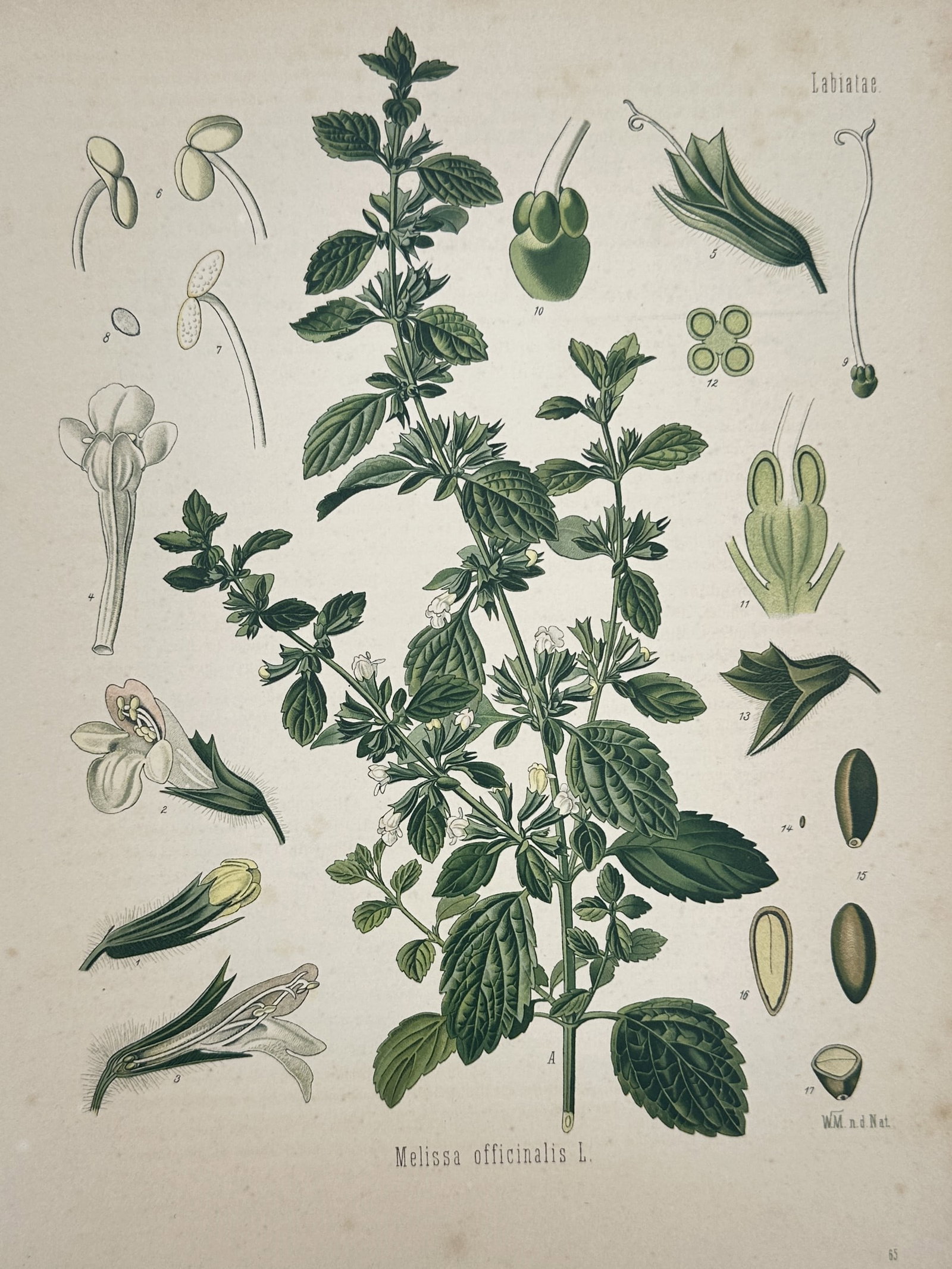 Hermann Adolph Köhler – Botanical Study of Lemon Balm (Melissa officinalis) – Chromolithograph: "Melissa officinalis L." provides a comprehensive botanical study of the Lemon Balm plant, featuring a central flowering sprig alongside detailed dissections of its floral anatomy. The plate illustrat