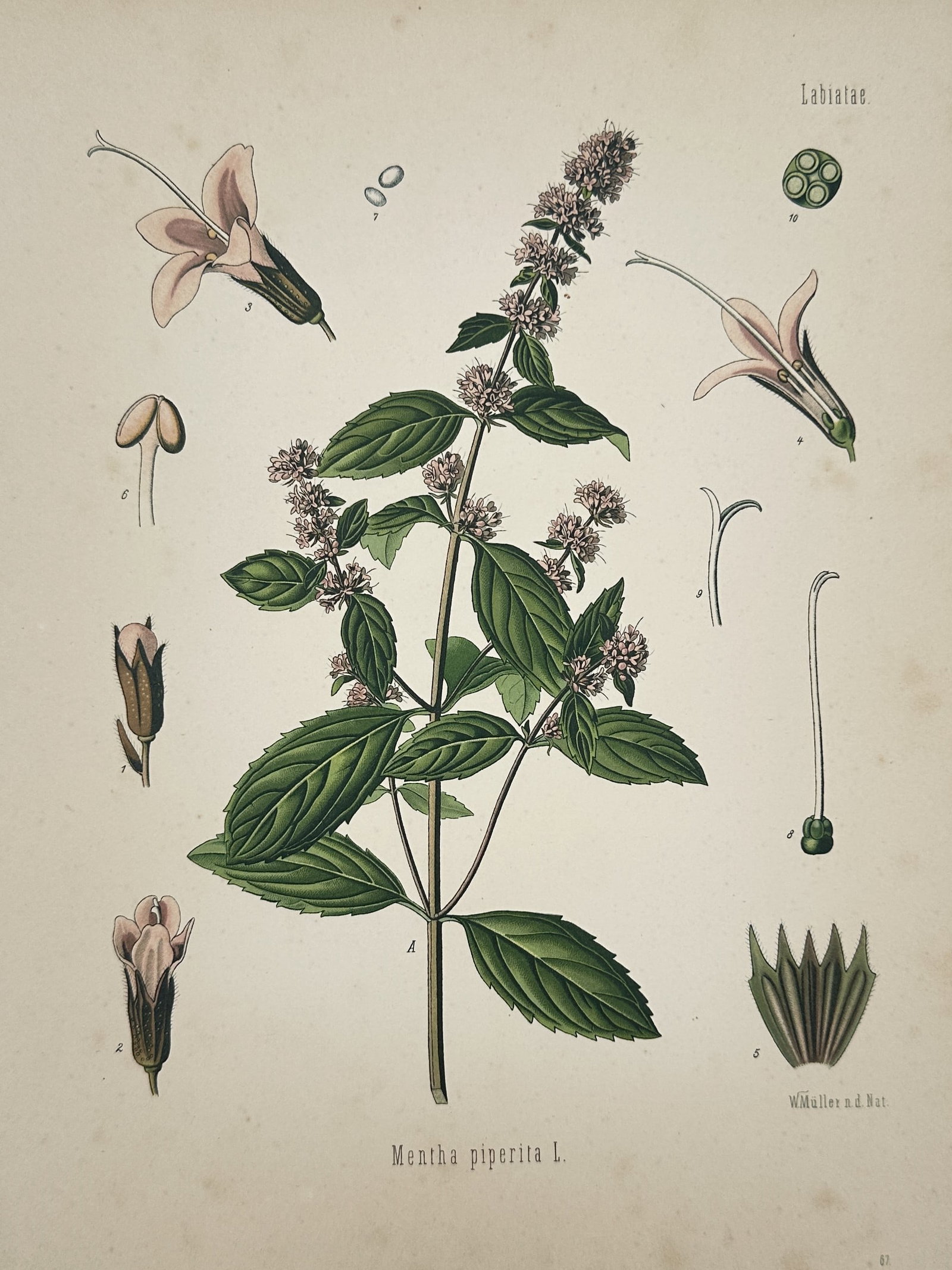 Hermann Adolph Köhler – Botanical Study of Peppermint (Mentha piperita) – Chromolithograph (1 of 2)