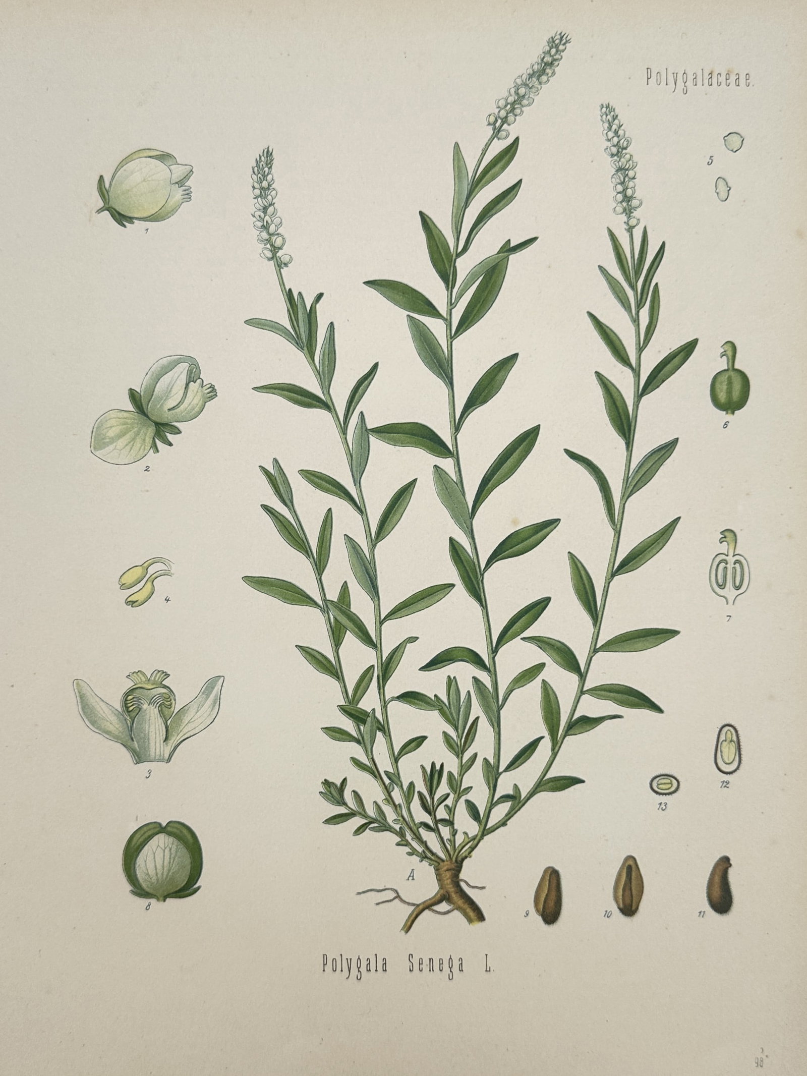 Hermann Adolph Köhler – Botanical Study of Seneca Snakeroot (Polygala Senega): "Polygala Senega L." provides a detailed botanical study of the Seneca snakeroot, featuring several flowering stems arising from a characteristic woody rootstock. The plate illustrates the plant's lan