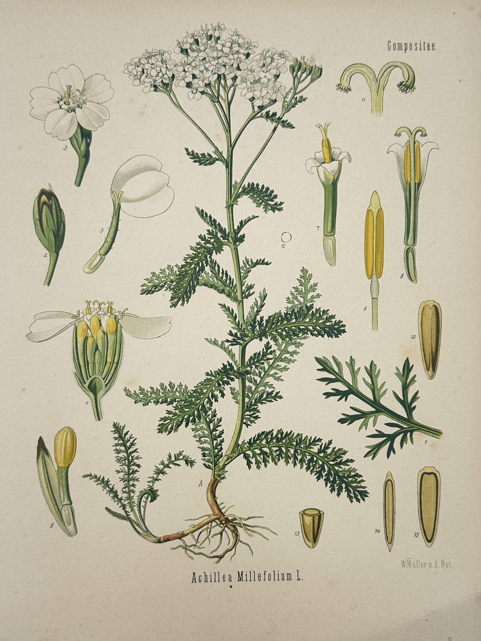 Hermann Adolph Köhler – Botanical Study of Yarrow (Achillea Millefolium) – Chromolithograph: "Achillea Millefolium L." presents a comprehensive botanical study of the Yarrow plant, featuring a central flowering specimen with its characteristic finely divided, feathery leaves and flat-topped c