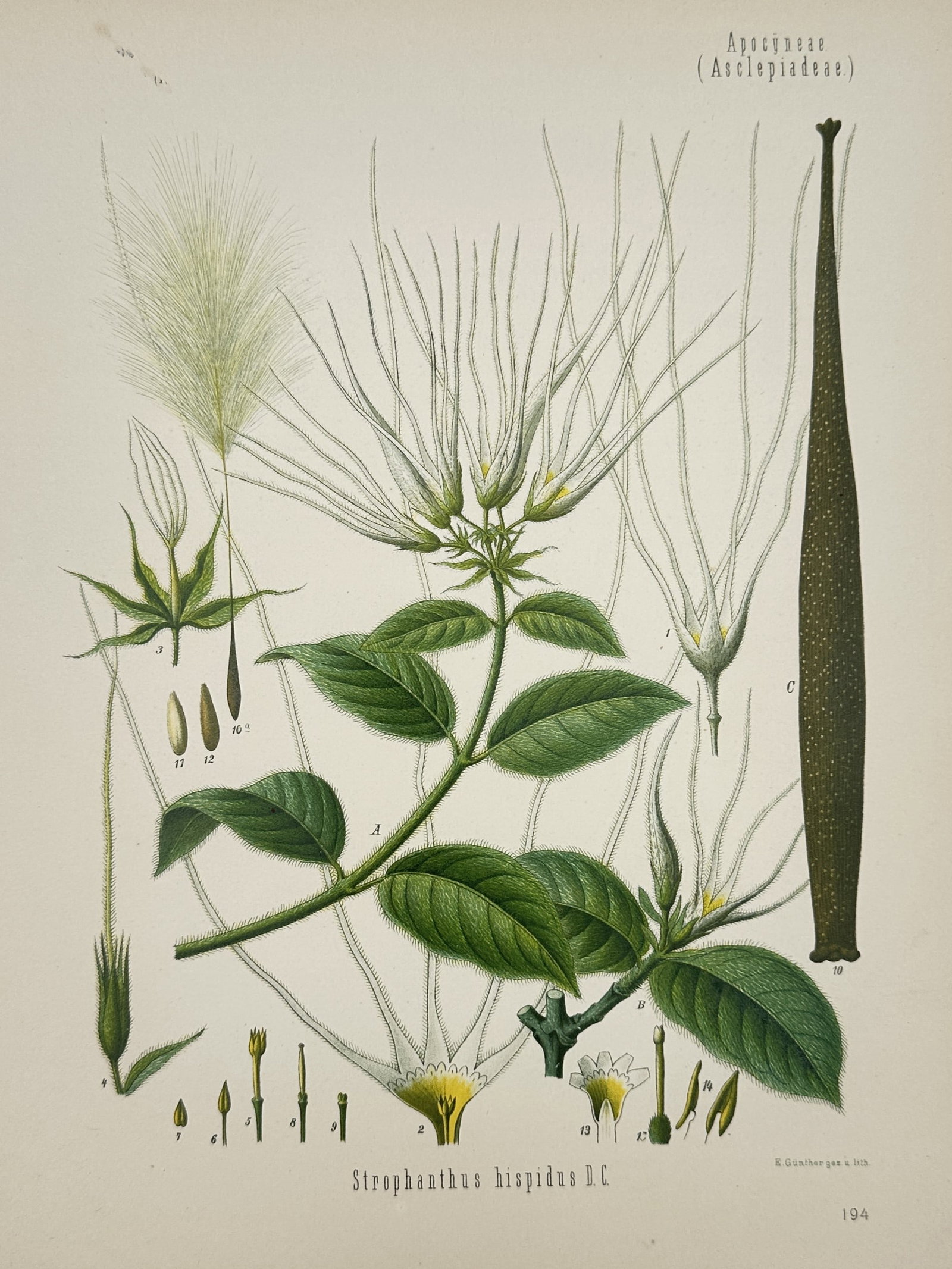 Hermann Adolph Köhler – Botanical Study of Strophanthus (Strophanthus hispidus): "Strophanthus hispidus D.C." provides a detailed botanical study of the hispid strophanthus, a tropical plant known for its medicinal and toxic properties. The plate illustrates the plant's unique flo