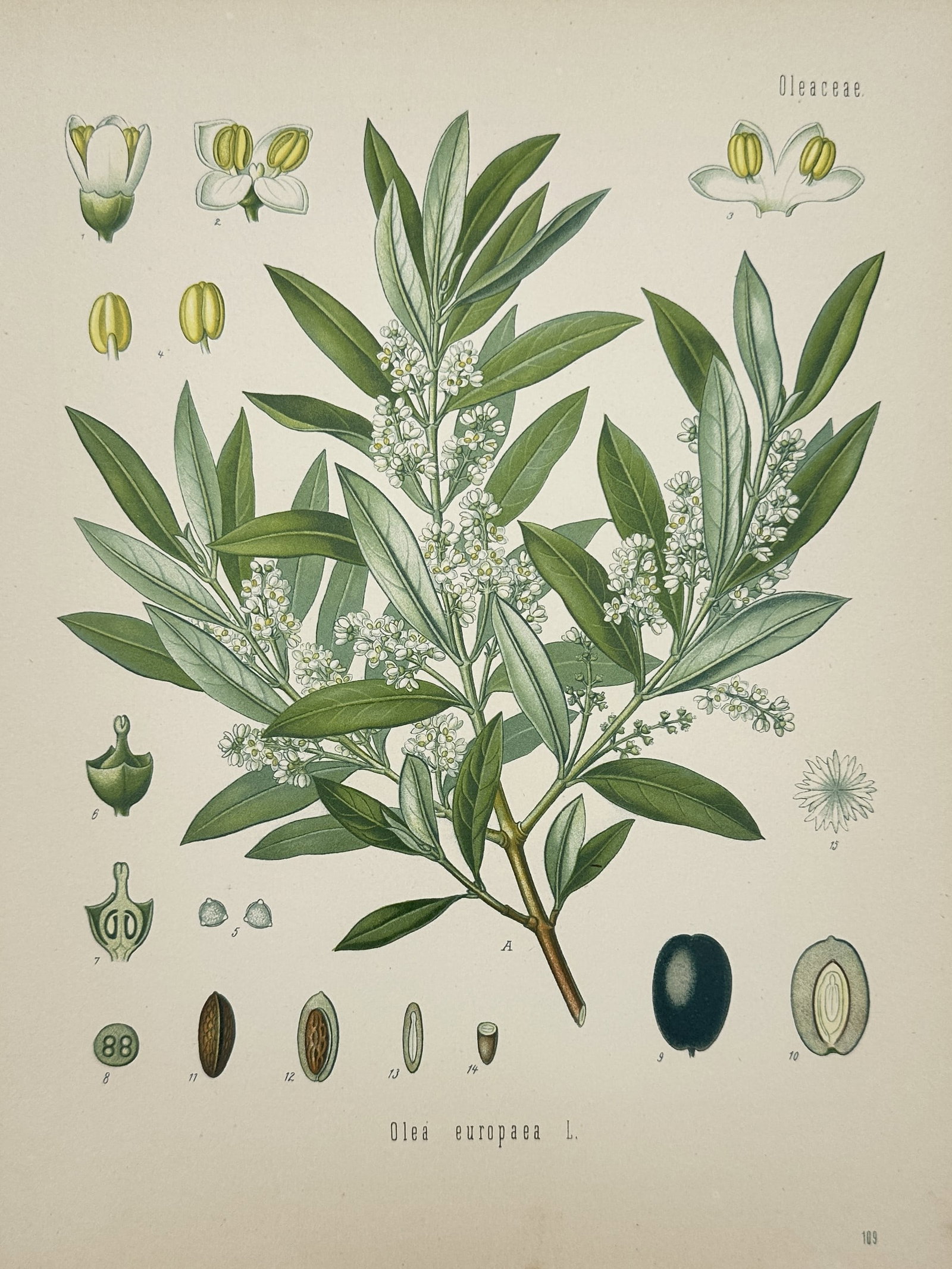 Hermann Adolph Köhler – Botanical Study of the Olive Tree (Olea europaea) – Chromolithograph: "Olea europaea L." provides a comprehensive botanical study of the olive tree, featuring a central branch with its characteristic silvery-green lanceolate leaves and clusters of small white flowers. T