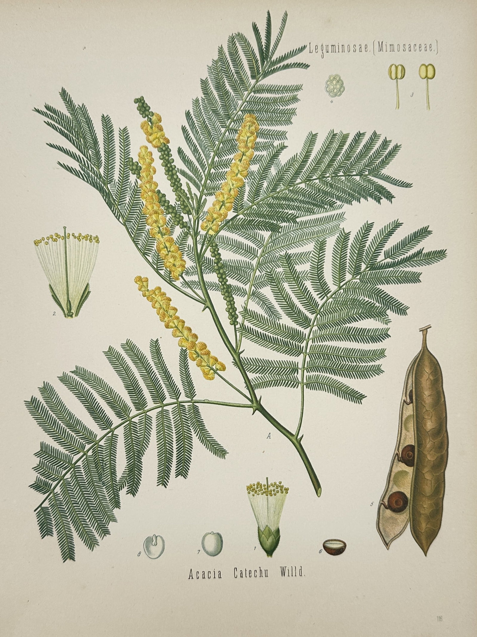Hermann Adolph Köhler – Botanical Study of Catechu (Acacia Catechu) – Chromolithograph (1887): "Acacia Catechu Willd." provides a detailed botanical study of the Catechu tree, featuring a central branch with its characteristic bipinnate, feathery foliage and cylindrical spikes of small yellow f