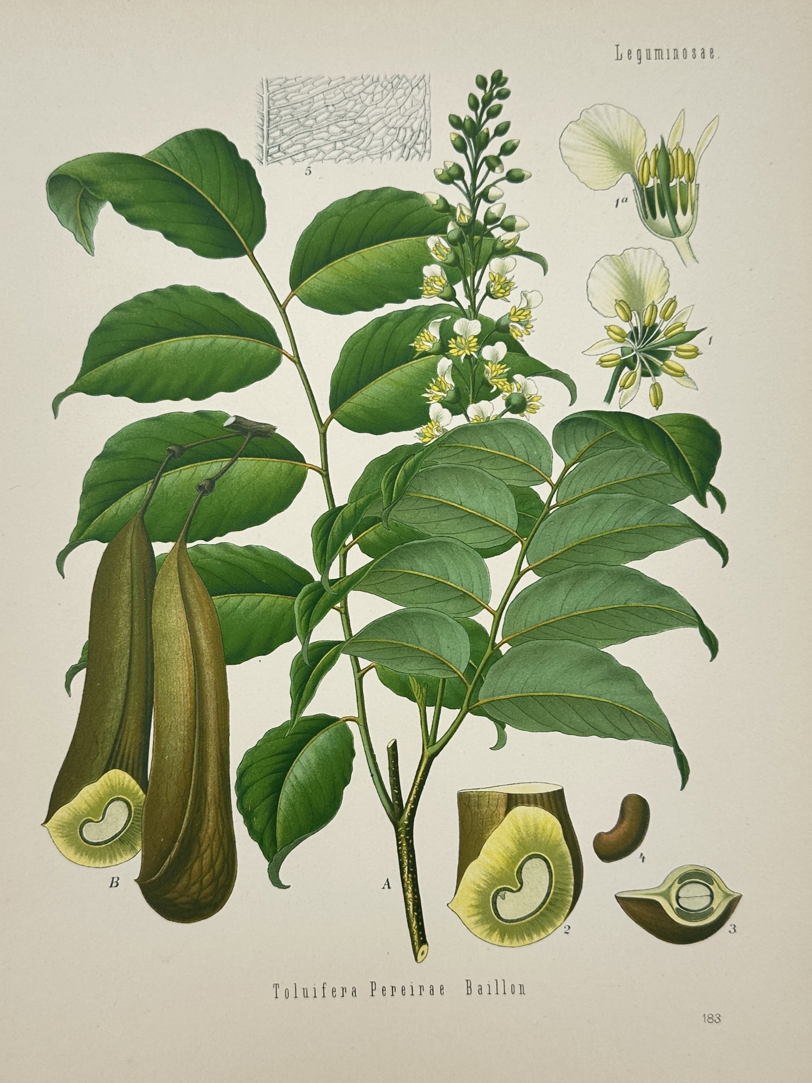 Hermann Adolph Köhler – Botanical Study of Balsam of Peru (Toluifera Pereirae) –: "Toluifera Pereirae Baillon" (now scientifically classified as Myroxylon balsamum var. pereirae) provides a comprehensive botanical study of the tree that produces Balsam of Peru. The plate illustrate