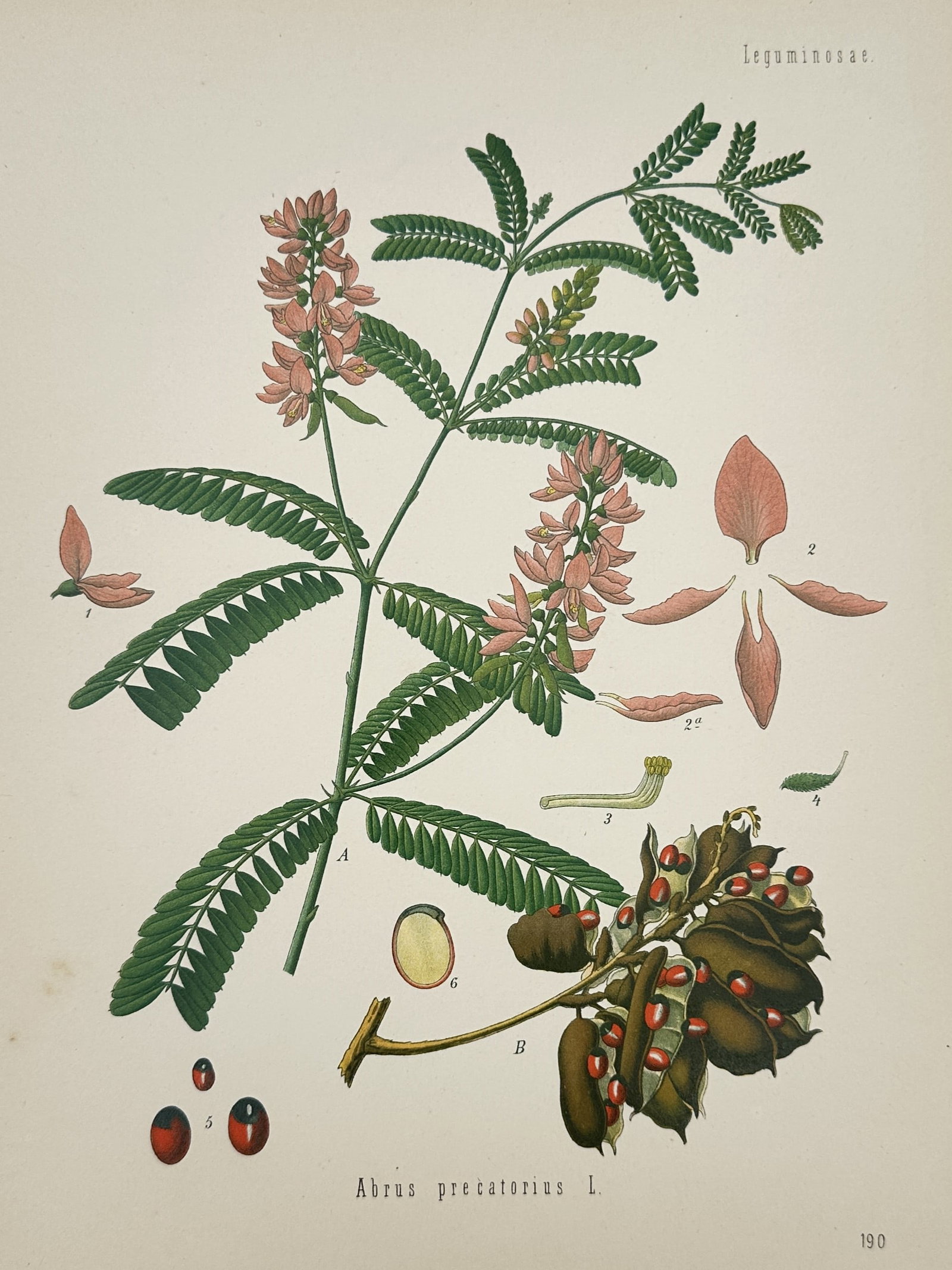 Hermann Adolph Köhler – Botanical Study of Rosary Pea (Abrus precatorius) – Chromolithograph: "Abrus precatorius L." provides a detailed botanical study of the Rosary Pea, a slender perennial climber known for its toxic seeds. The plate illustrates the plant's pinnate leaves and clusters of sm