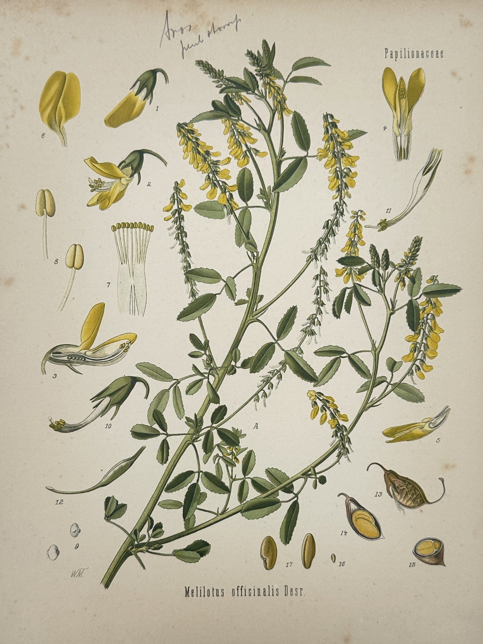 Hermann Adolph Köhler – Botanical Study of Yellow Sweet Clover (Melilotus officinalis): "Melilotus officinalis Desr." provides a detailed botanical study of Yellow Sweet Clover, featuring several branching stems with characteristic trifoliate leaves and elongated racemes of small, bright