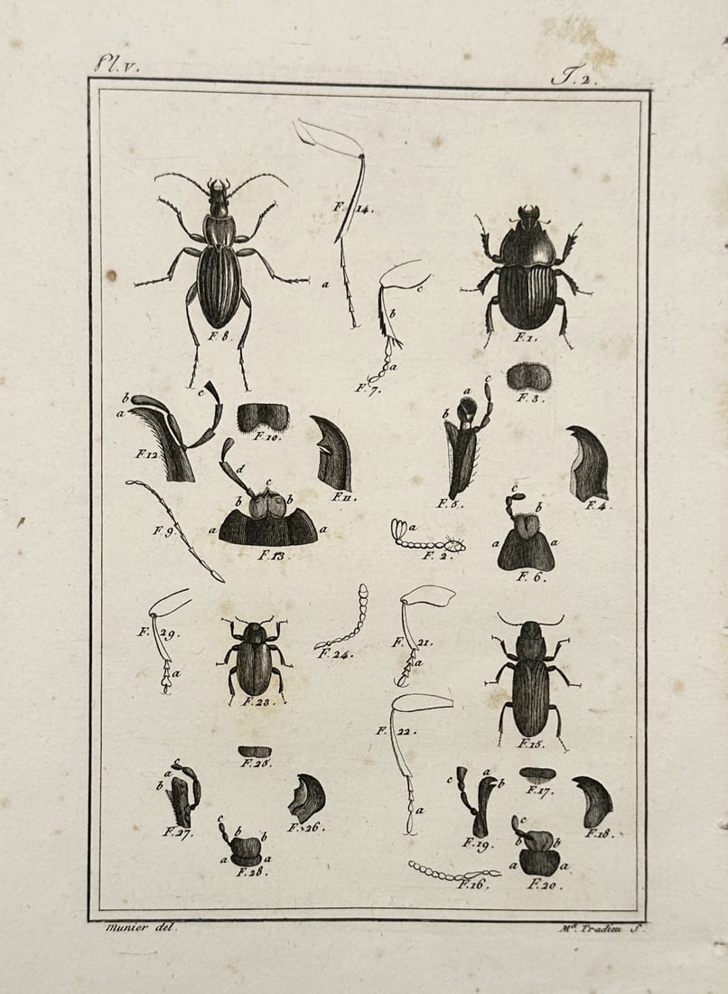 Georges-Louis Leclerc, Comte de Buffon – Entomological Study of Beetles – Copper engraving (1 of 2)