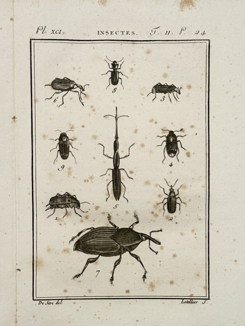 Georges-Louis Leclerc, Comte de Buffon – Entomological Study of Beetles and Weevils (1 of 2)