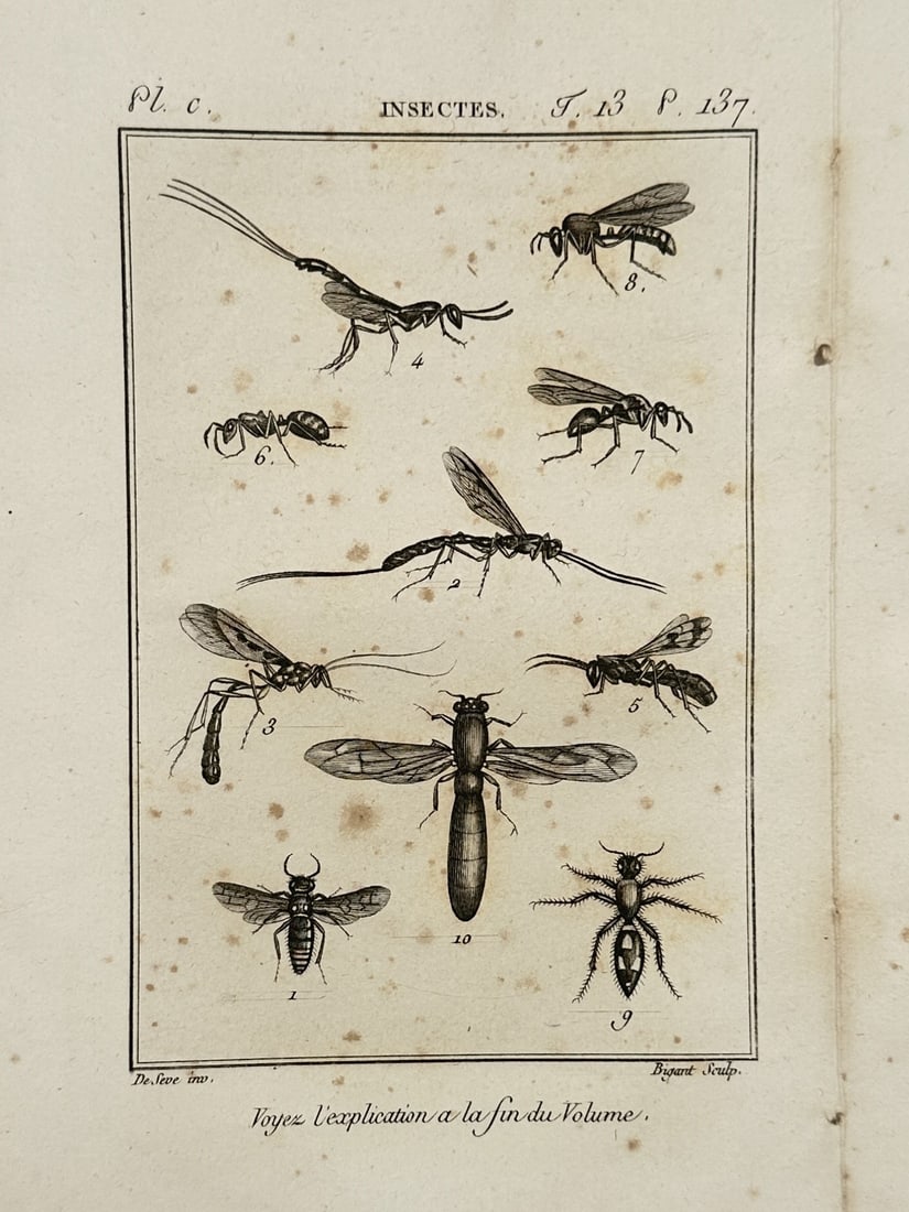 Georges-Louis Leclerc, Comte de Buffon – Entomological Study of Hymenoptera and Other Flying (1 of 2)