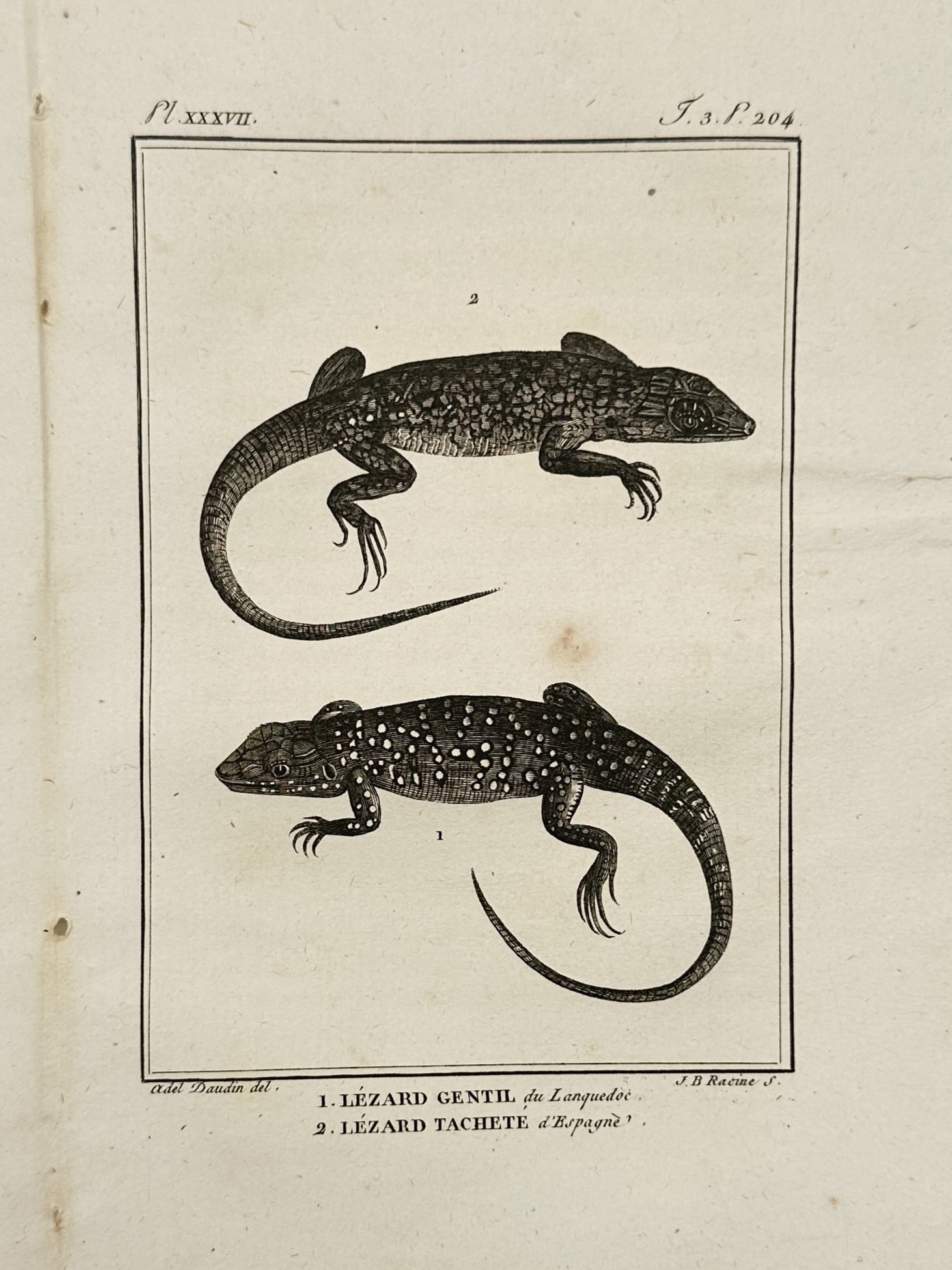 Georges-Louis Leclerc, Comte de Buffon – Study of the Ocellated Lizard and Spanish Lizard (1 of 2)