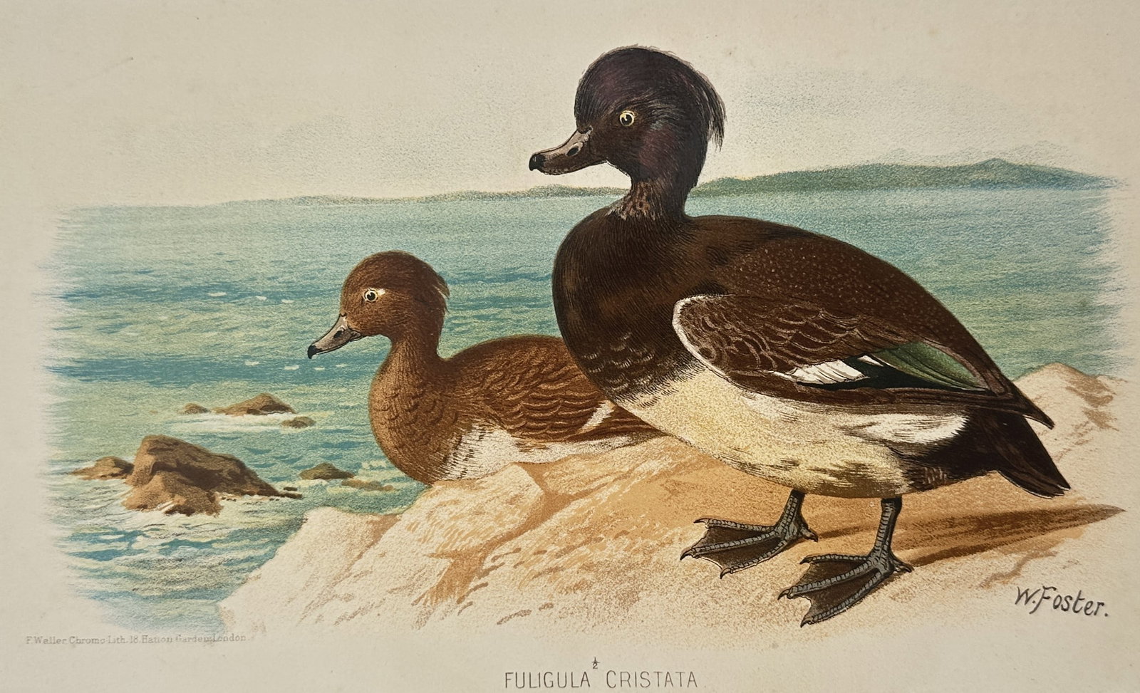 William Foster (1853–1924) – Study of Tufted Ducks (Fuligula Cristata) – Chromolithograph: "Fuligula Cristata" illustrates a male and female pair of Tufted Ducks situated on a rocky shoreline against a coastal seascape background. The male specimen is depicted in the foreground with its cha
