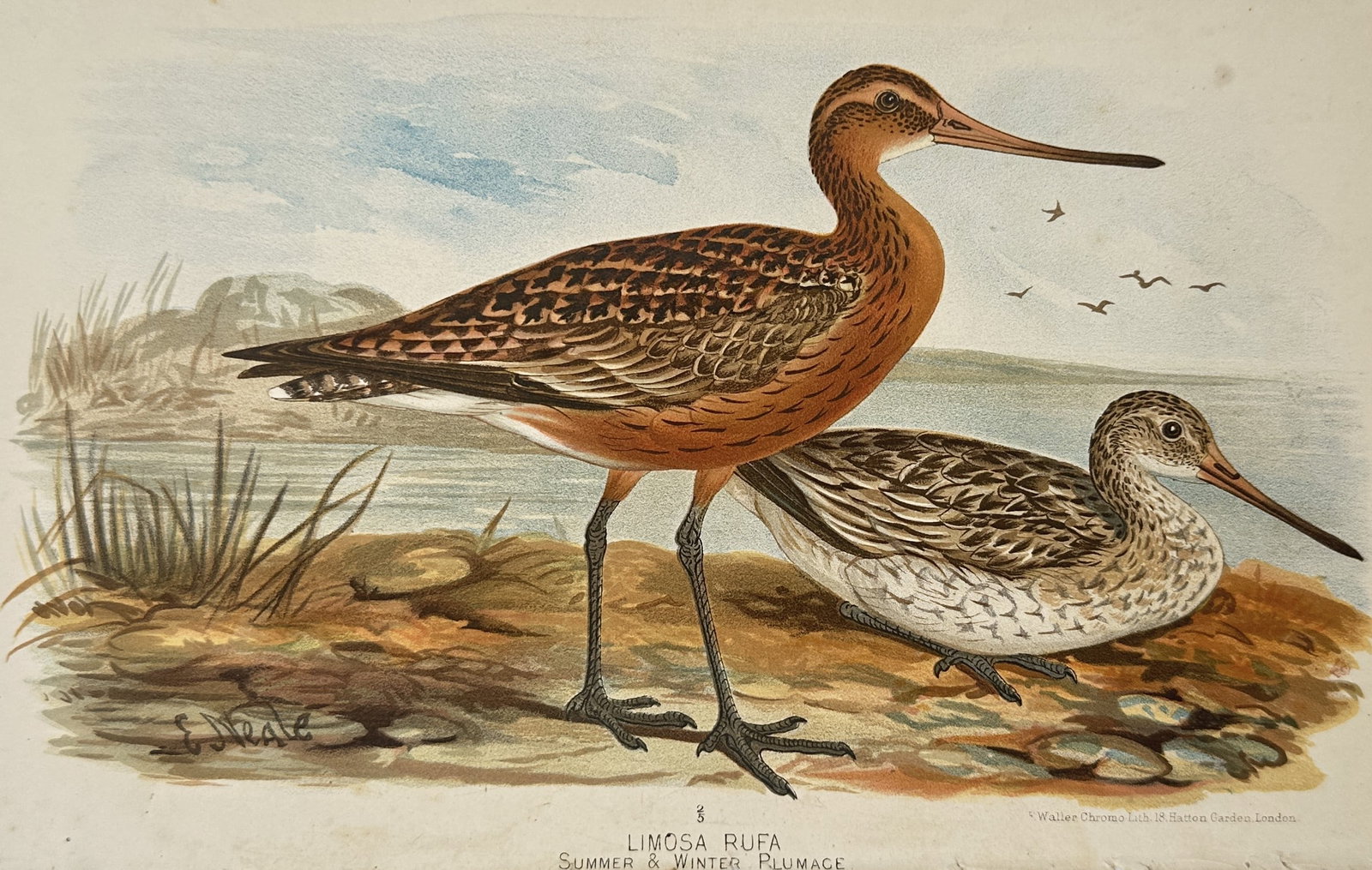 Edward Neale (1833–1904) – Study of Bar-tailed Godwits in Summer and Winter Plumage: "Limosa Rufa Summer & Winter Plumage" illustrates two Bar-tailed Godwits on a marshy shoreline, showcasing the seasonal variation in their feathers. The standing bird in the foreground displays the vi