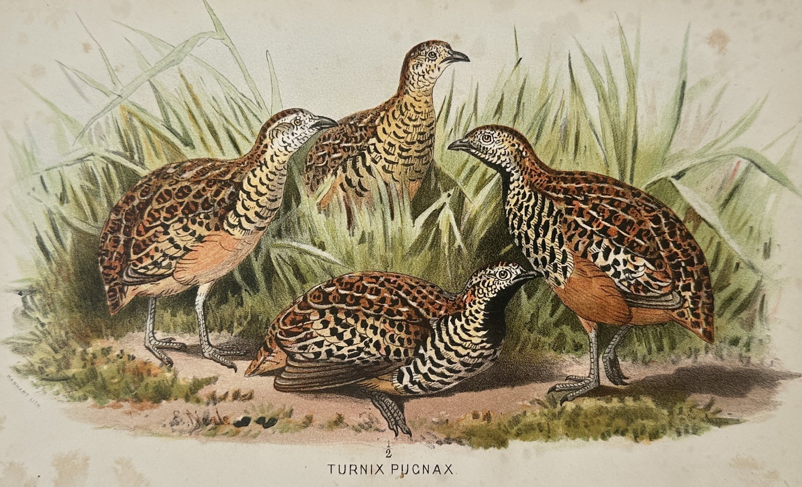 Edward Neale (1833–1904) – Study of Andalusian Hemipodes (Turnix Pugnax) – Chromolithograph: "Turnix Pugnax" illustrates a group of four Andalusian Hemipodes, also known as buttonquails, nestled within a grassy habitat. The composition highlights the intricate barred and ocellated patterns of
