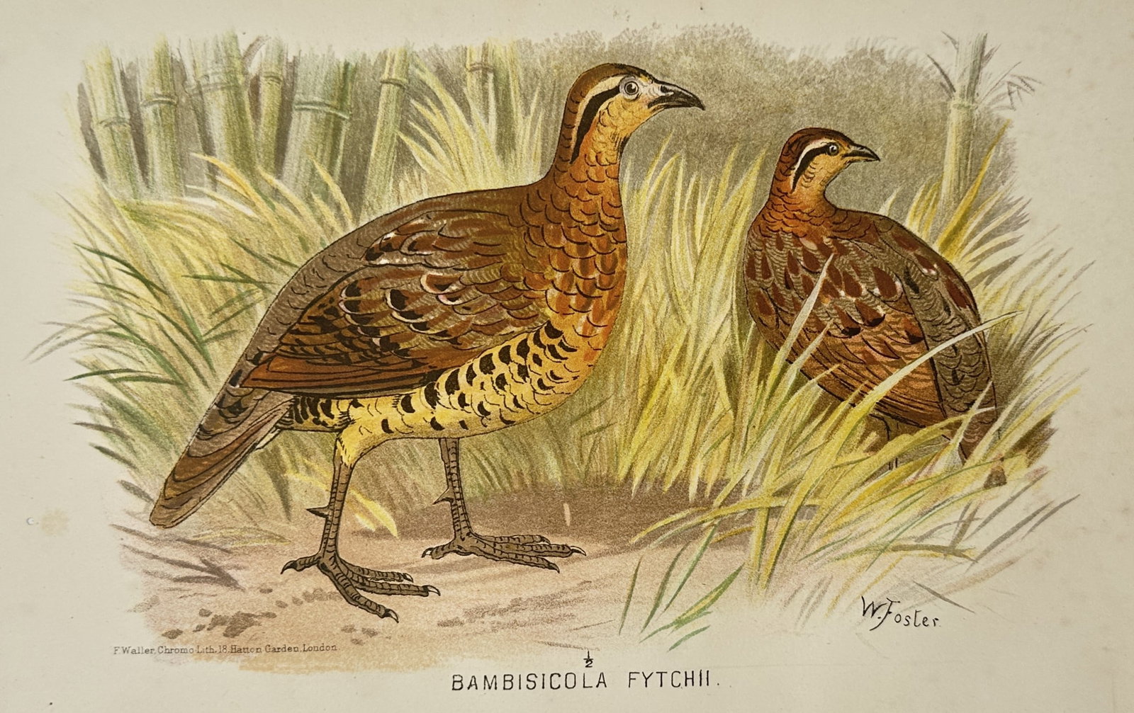William Foster (1853–1924) – Study of Mountain Bamboo Partridges (Bambusicola Fytchii) (1 of 2)