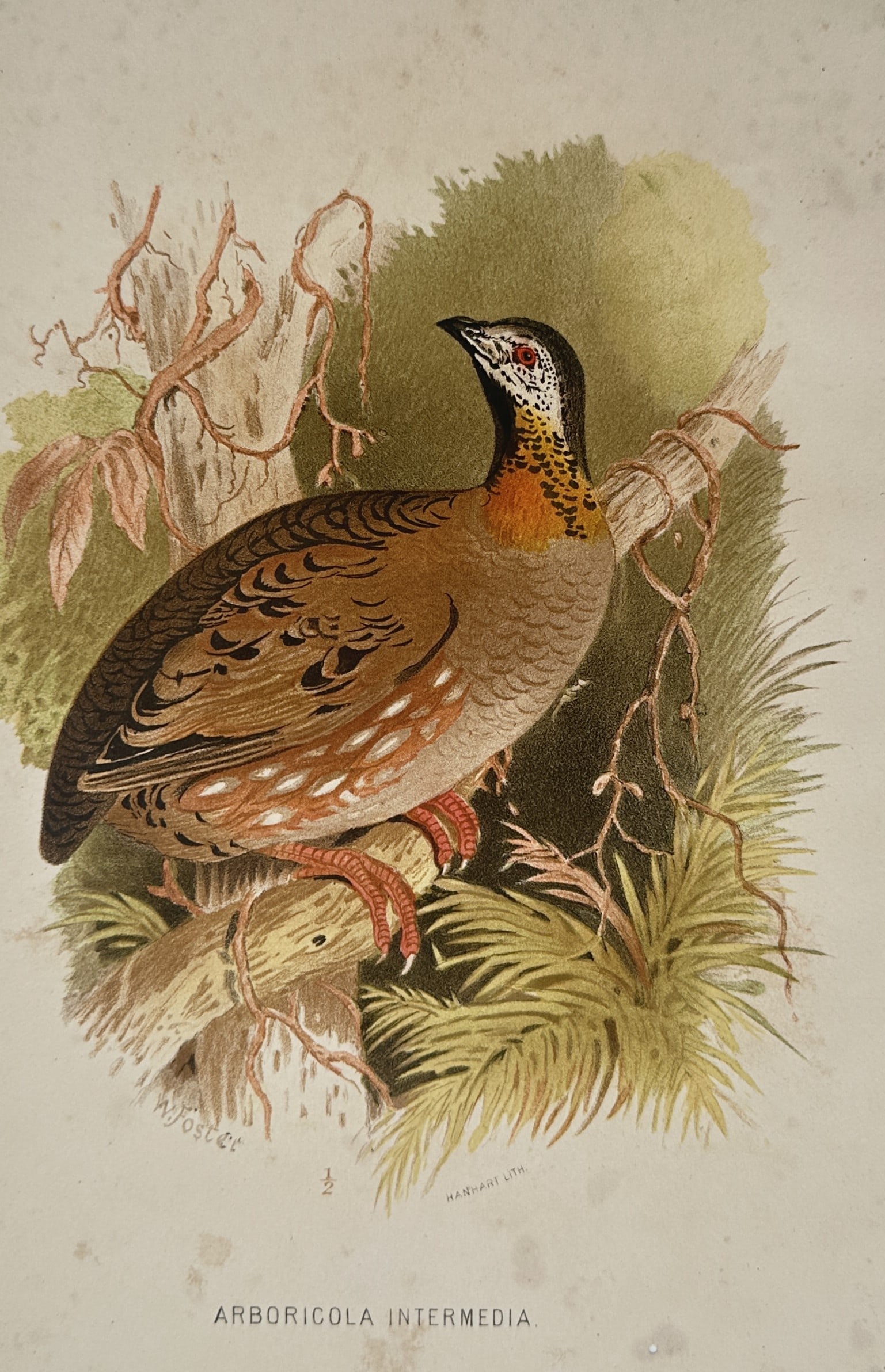 William Foster (1853–1924) – Study of the Rufous-throated Partridge (Arboricola Intermedia) (1 of 2)