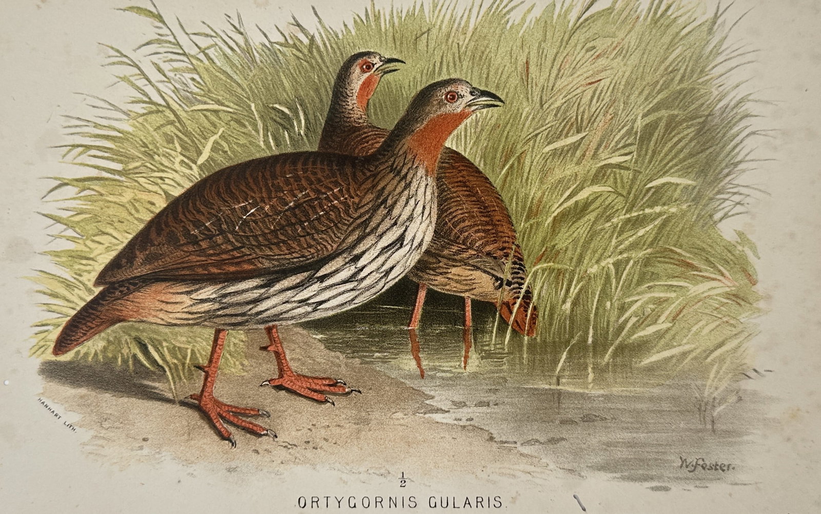William Foster (1853–1924) – Study of Swamp Francolins (Ortygornis Gularis) – Chromolithograph: "Ortygornis Gularis" illustrates a pair of Swamp Francolins positioned at the edge of a marshy waterway flanked by tall reeds. The foreground bird is depicted in profile, showcasing its vibrant orange