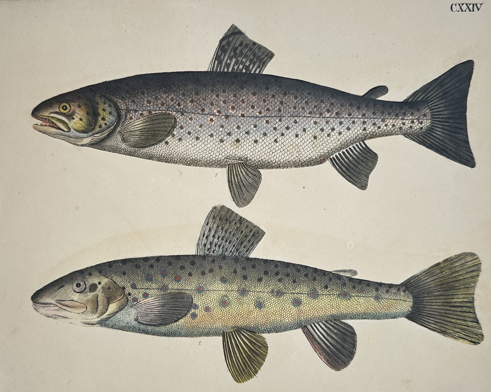 Friedrich Justin Bertuch – Study of the Salmon and Brown Trout – Hand-coloured copper engraving (1 of 2)