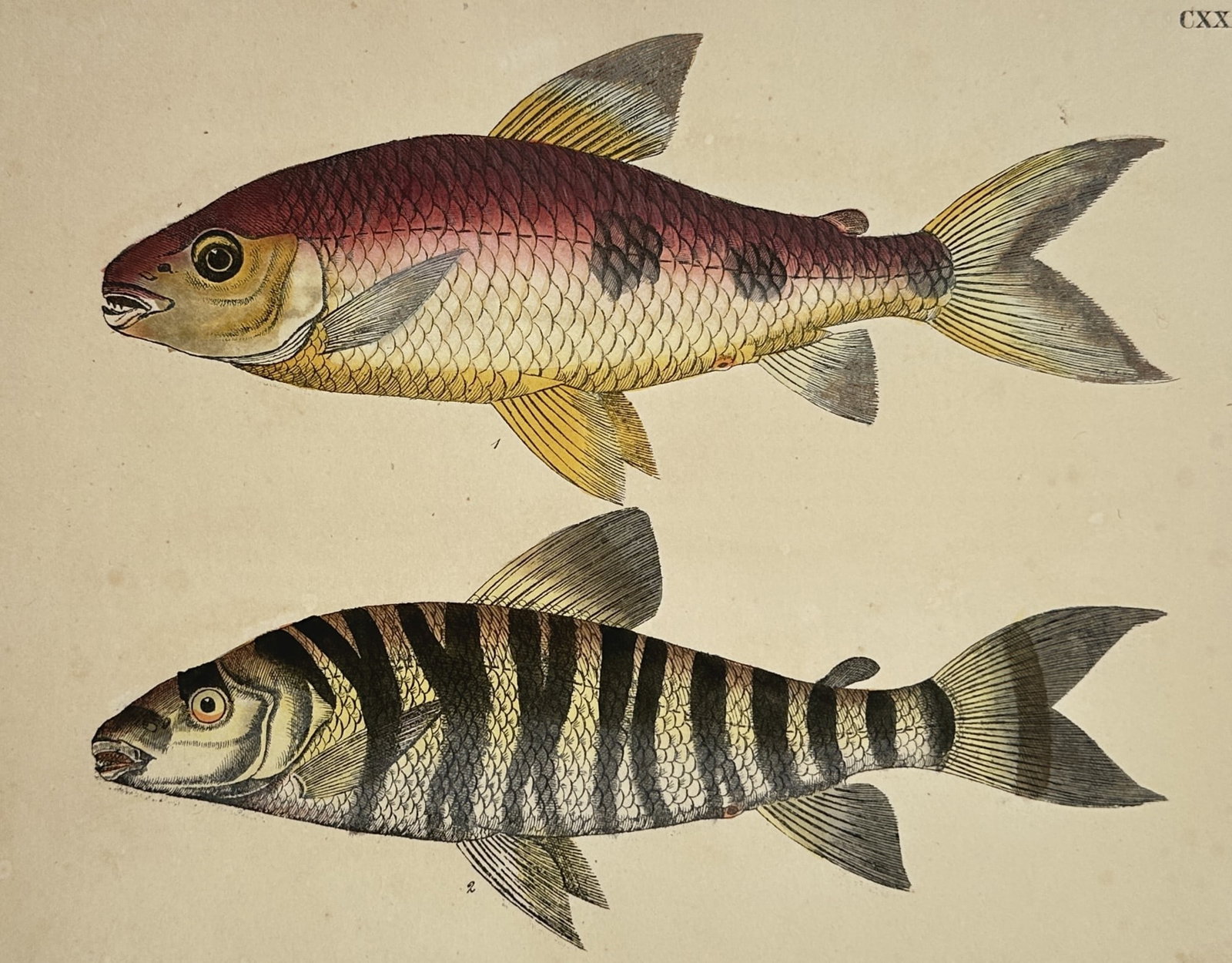 Friedrich Justin Bertuch – Study of Tropical Fish Species – Hand-coloured copper engraving: This work illustrates two distinct species of exotic fish, presented in lateral profile to showcase their unique pigmentation and scale patterns. The upper specimen features a vibrant reddish-pink dor