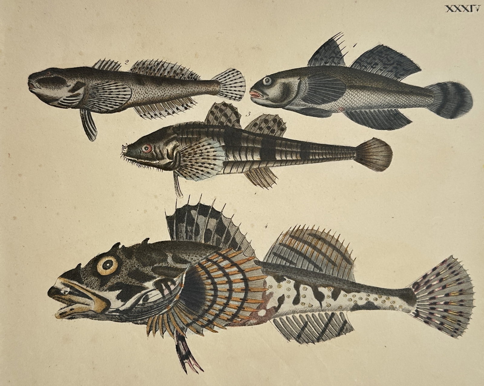 Friedrich Justin Bertuch – Study of Goby and Bullhead Fish Species: This work illustrates four distinct species of benthic fish, including various gobies and a bullhead, presented in lateral profile to highlight their specialized fin structures and camouflaged skin pa