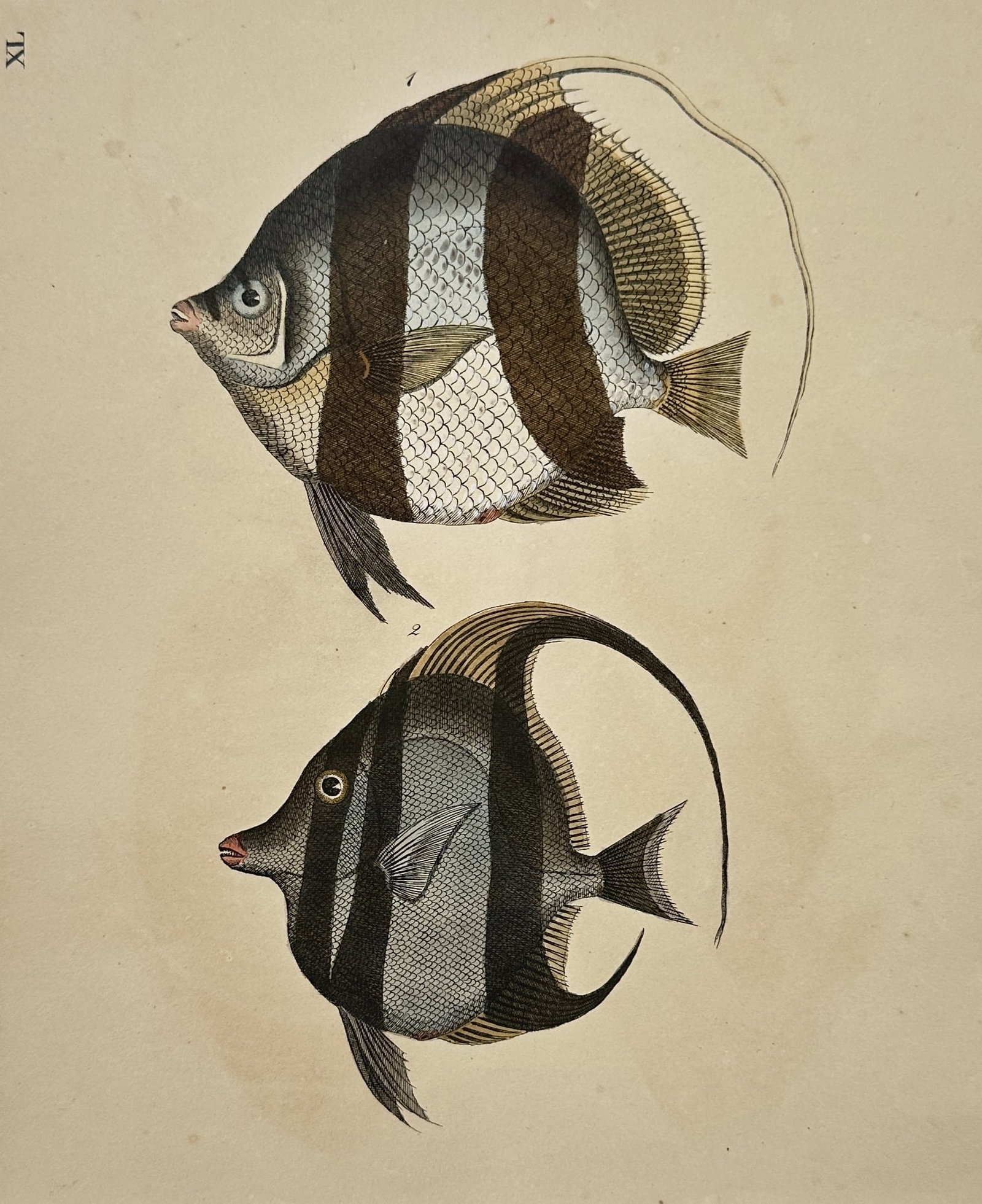 Friedrich Justin Bertuch – Study of Angelfish or Butterflyfish Species: This work illustrates two distinct species of disc-shaped tropical fish, likely members of the Chaetodontidae or Pomacanthidae families, shown in lateral profile to emphasize their striking banded pat