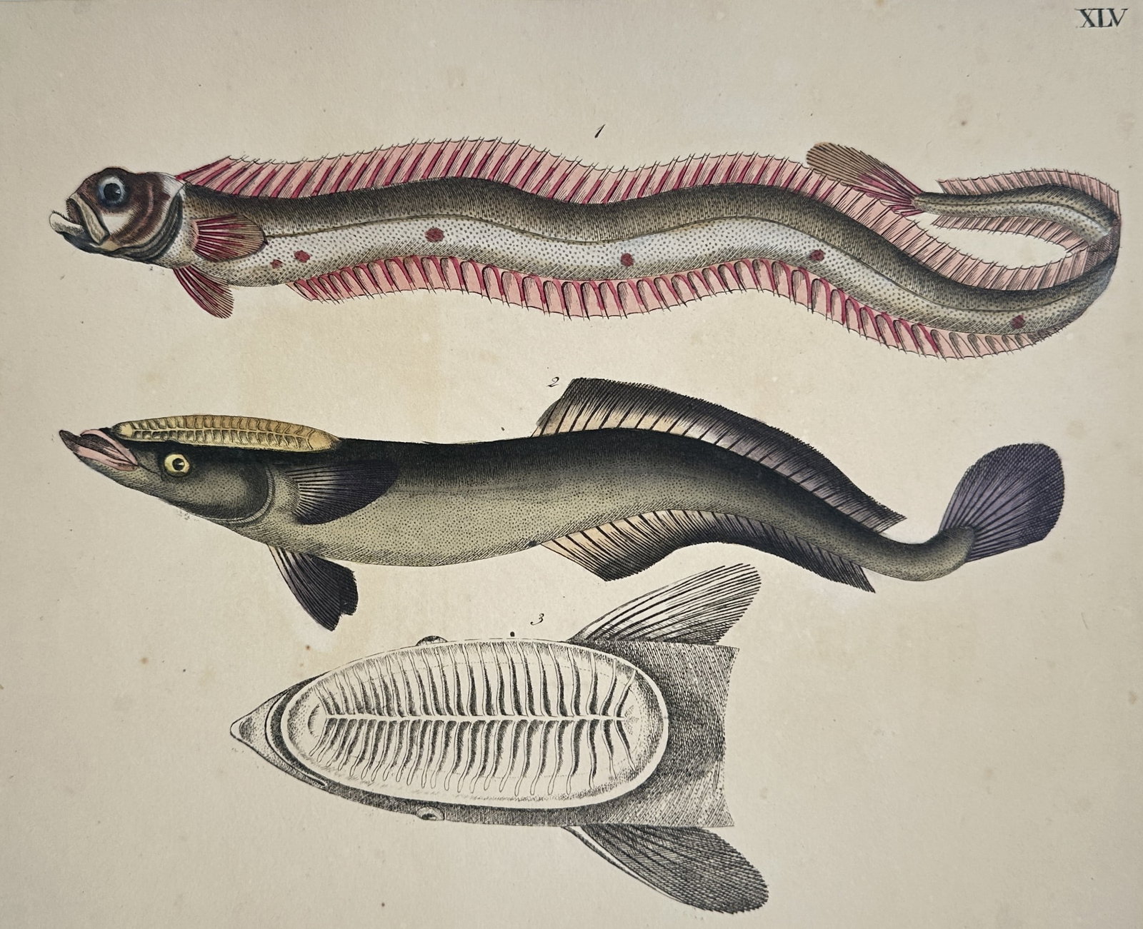 Friedrich Justin Bertuch – Study of the Ribbonfish and Remora – Hand-coloured copper engraving (1 of 2)