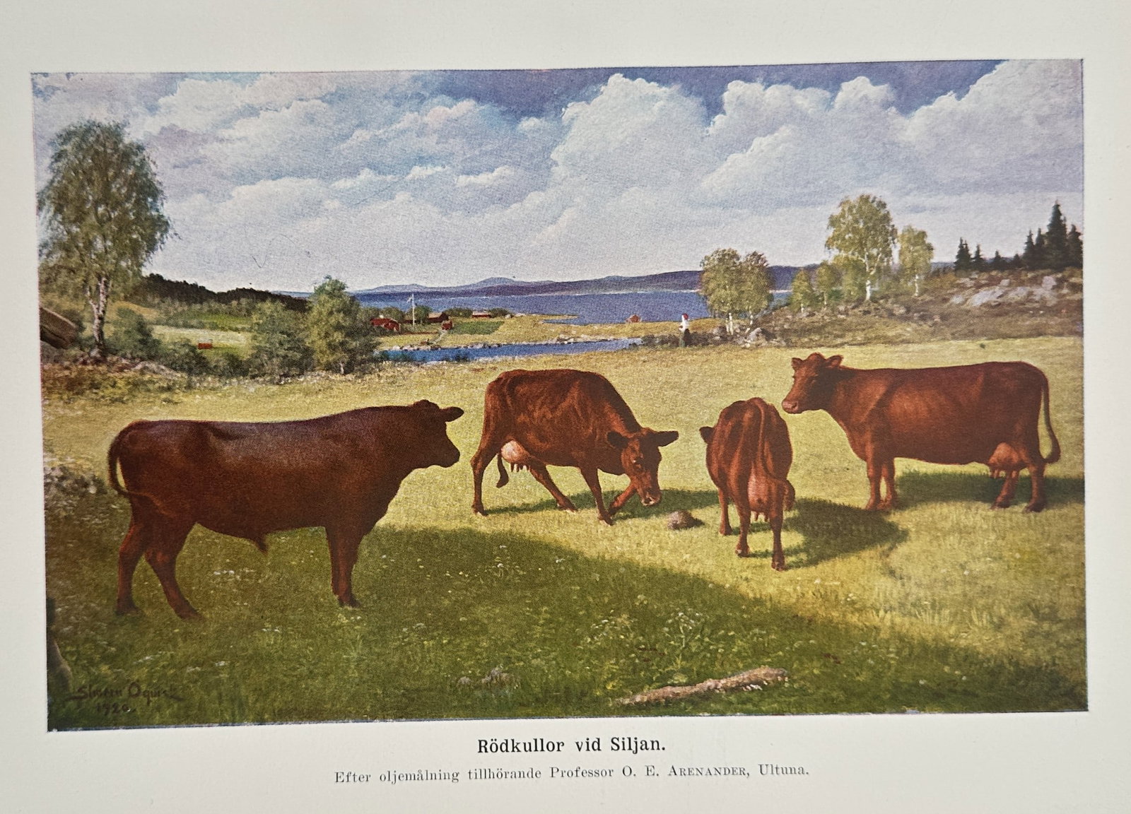 Alfred Brehm (1829–1884), after – Swedish Red Polled Cattle at Lake Siljan – Offset print (1 of 2)