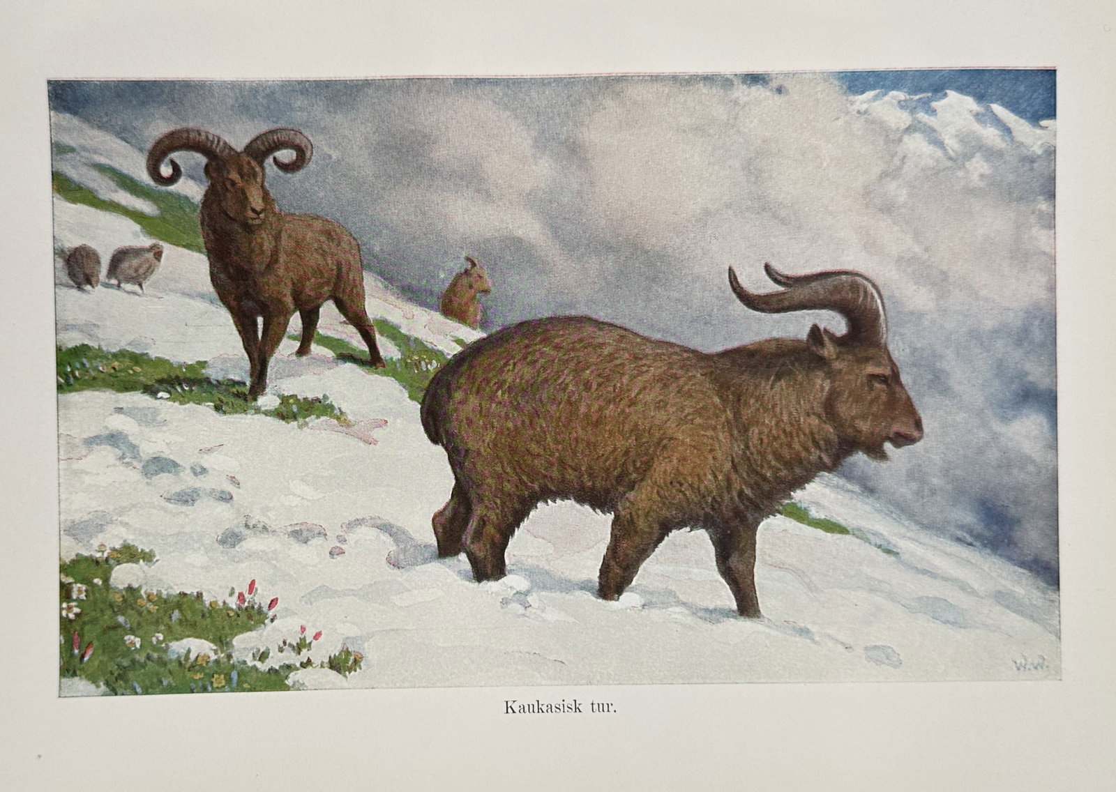 Alfred Brehm (1829–1884), after – Study of Caucasian Tur in a Mountain Landscape – Offset: "Kaukasisk tur" illustrates a group of East Caucasian tur positioned on a snow-covered alpine slope with dramatic mountain peaks and clouds in the background. The composition features a prominent male