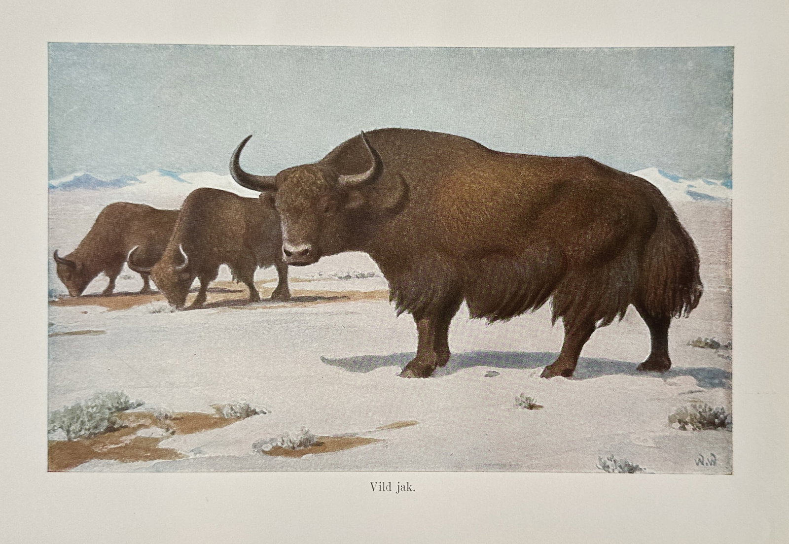 Alfred Brehm (1829–1884), after – Study of Wild Yak in a Himalayan Landscape – Offset print: "Vild jak" illustrates a group of wild yaks traversing a sparse, high-altitude plateau with snow-capped mountain ranges in the far distance. The central figure is a large male yak, depicted in lateral