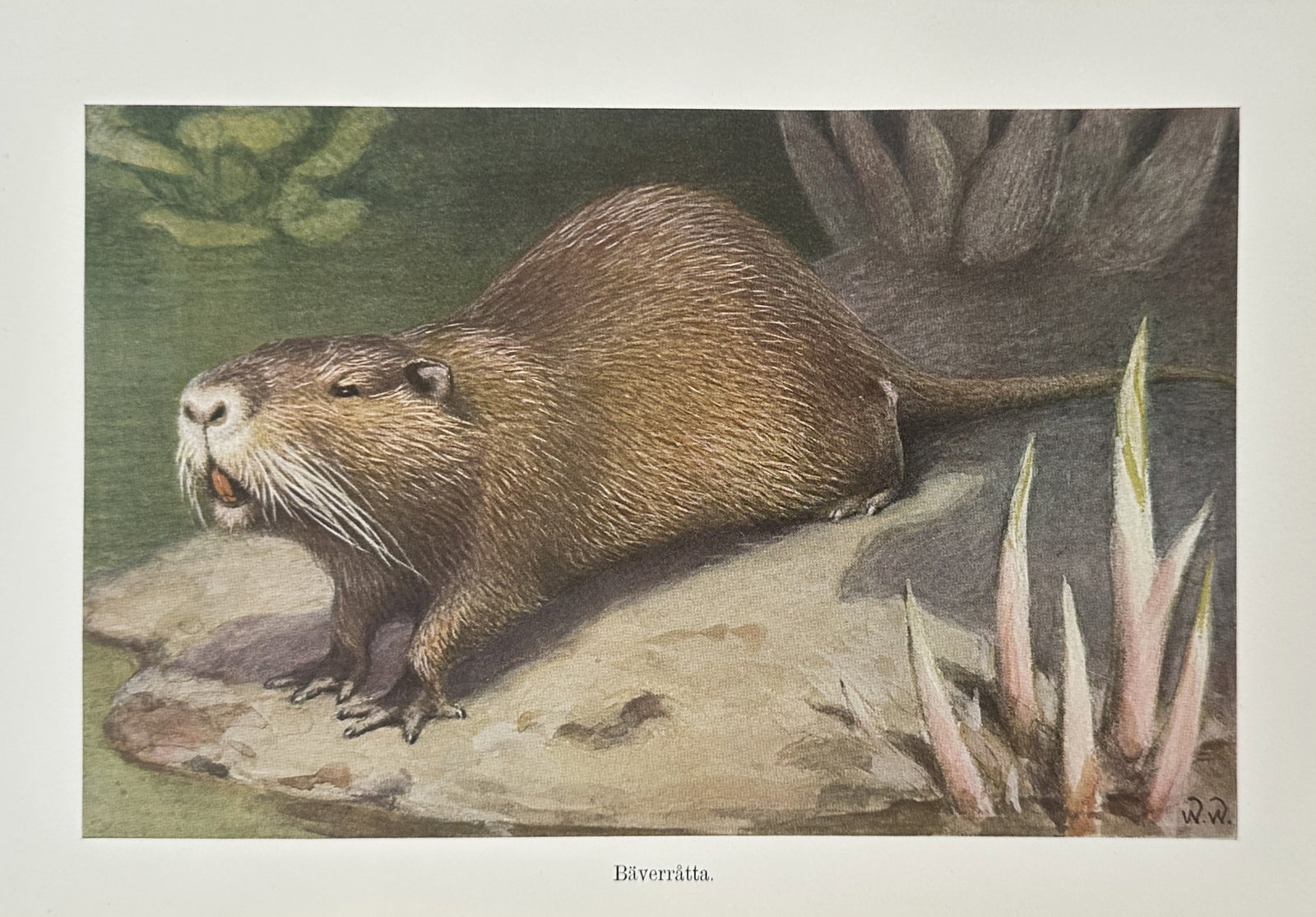 Alfred Brehm (1829–1884), after – Study of a Nutria or Coypu – Offset print (20th Century): "Bäverråtta" illustrates a nutria, also known as a coypu, resting on a flat rock at the edge of a body of water. The work captures the rodent's large size, thick brown fur, and prominent orange inci