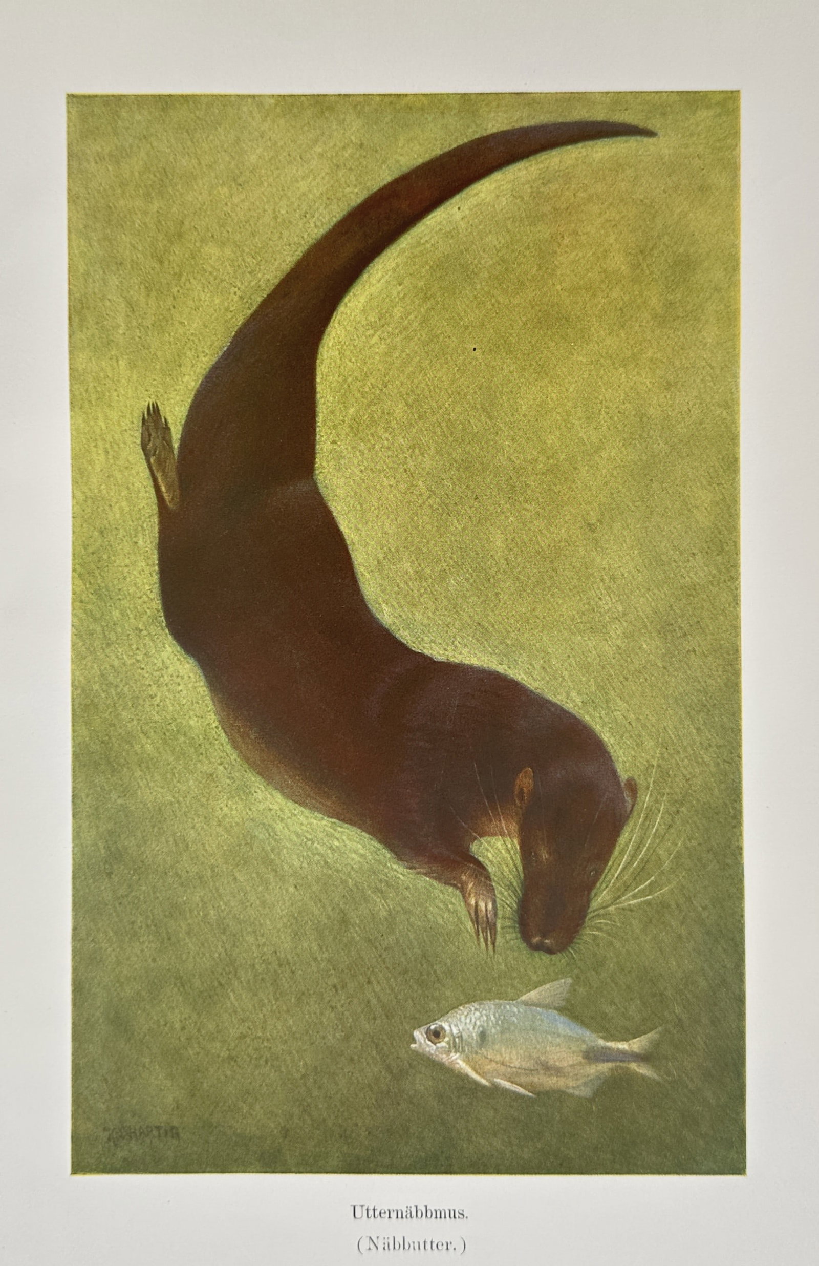 Alfred Brehm (1829–1884), after – Study of a Giant Otter Shrew – Offset print (20th Century): "Utternäbbmus (Näbbutter)" illustrates a giant otter shrew diving through murky green water toward a small silvery fish. The composition emphasizes the aquatic adaptations of the mammal, showcasing 