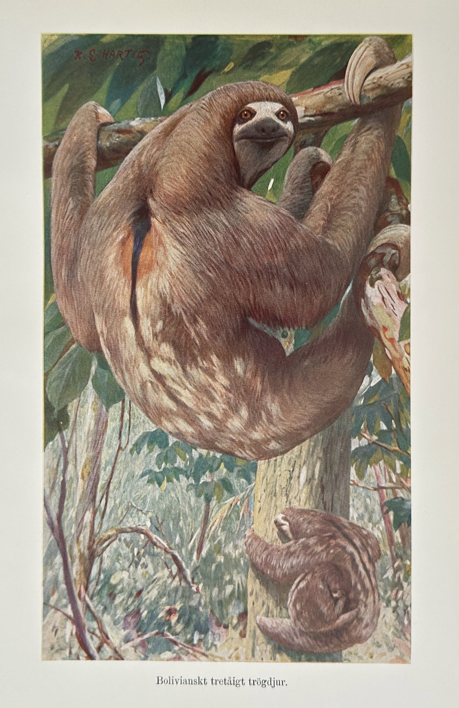 Alfred Brehm (1829–1884), after – Bolivian Three-toed Sloth – Offset print (20th Century): "Bolivianskt tretaigt trogdjur" illustrates a three-toed sloth suspended from a branch within a dense forest canopy, while a second specimen is positioned on the trunk below. The work emphasizes the p