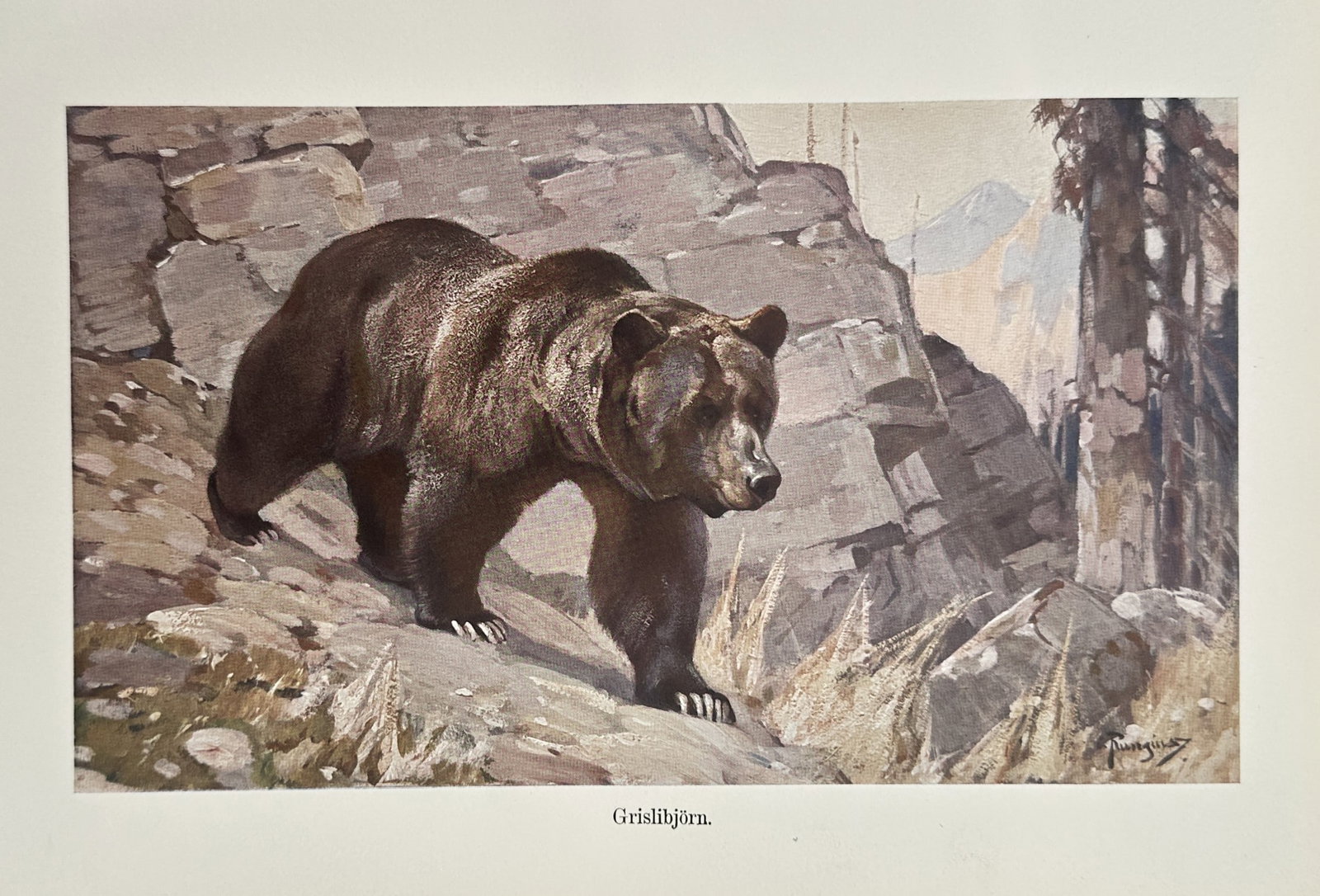Alfred Brehm (1829–1884), after – Grizzly Bear – Offset print (20th Century) (1 of 2)